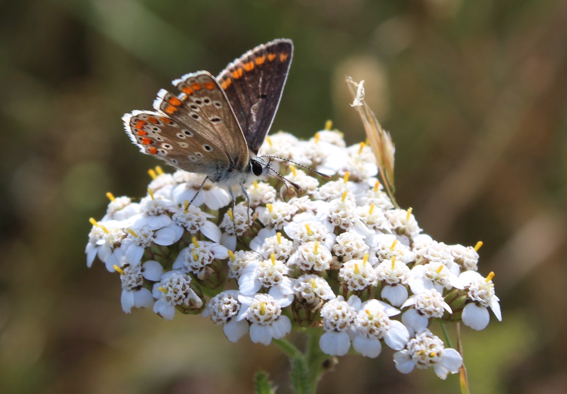 Brown Argus by Phil Briggs.JPG