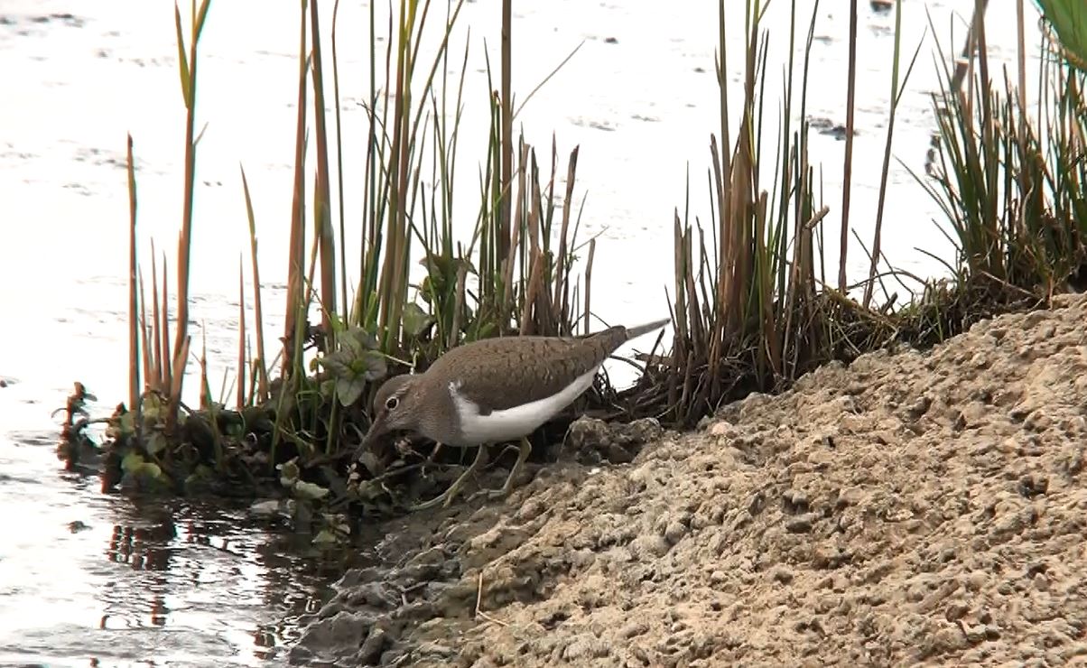 Common sandpiper screen grab.JPG