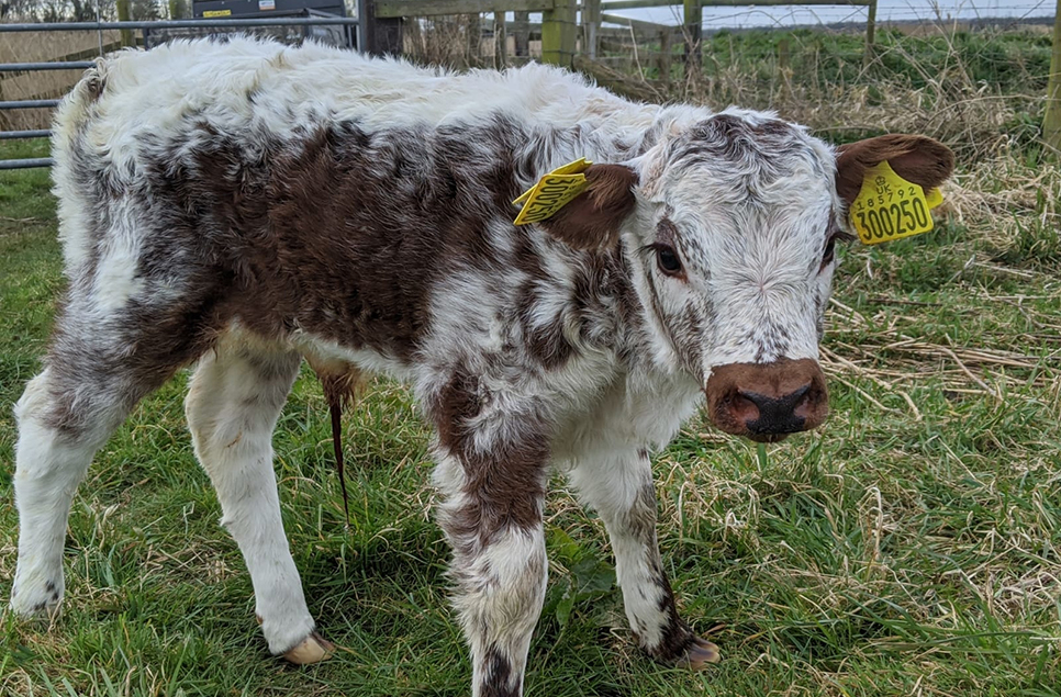 New life to celebrate at Martin Mere