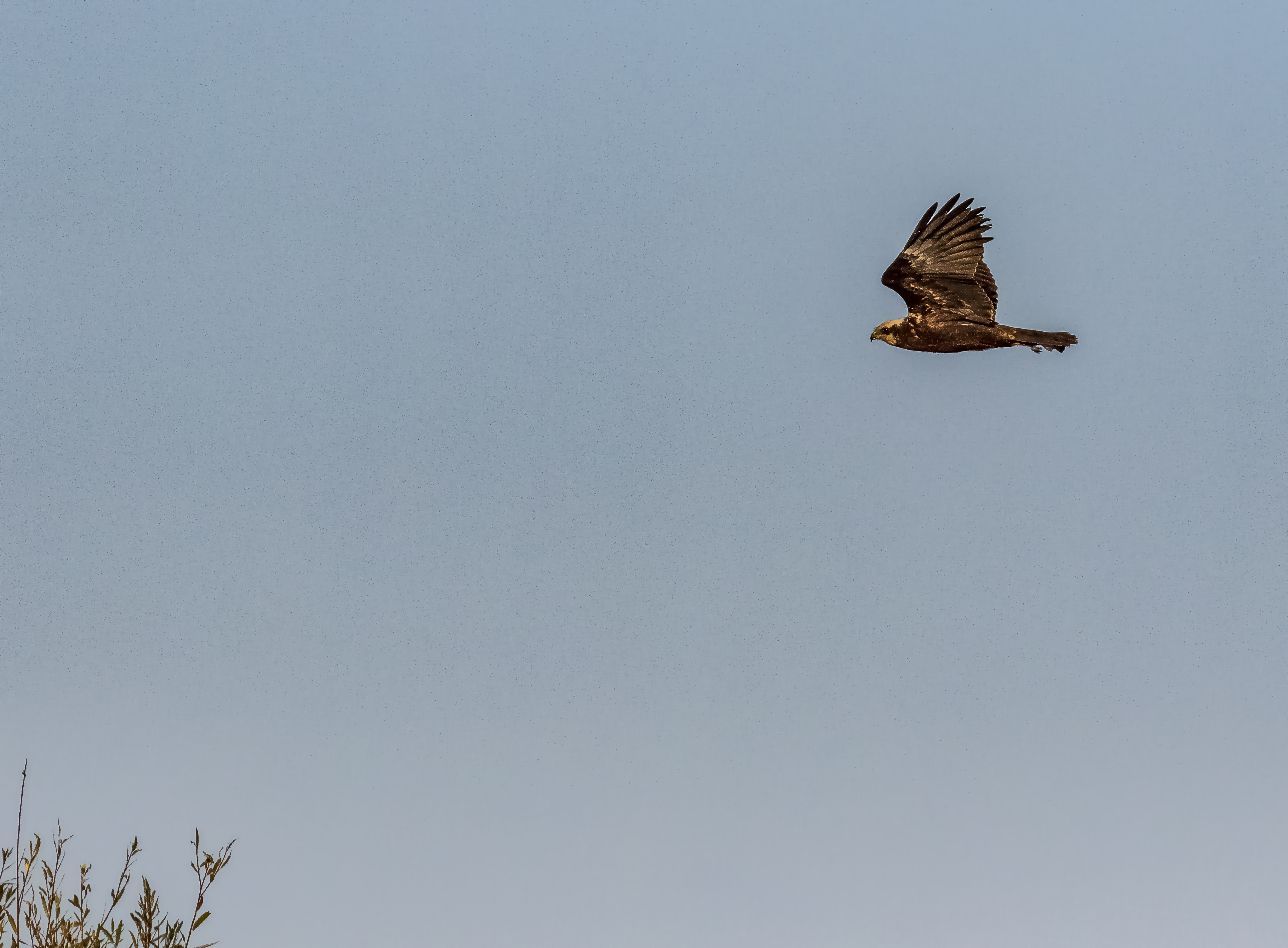 Marsh Harrier on the Move