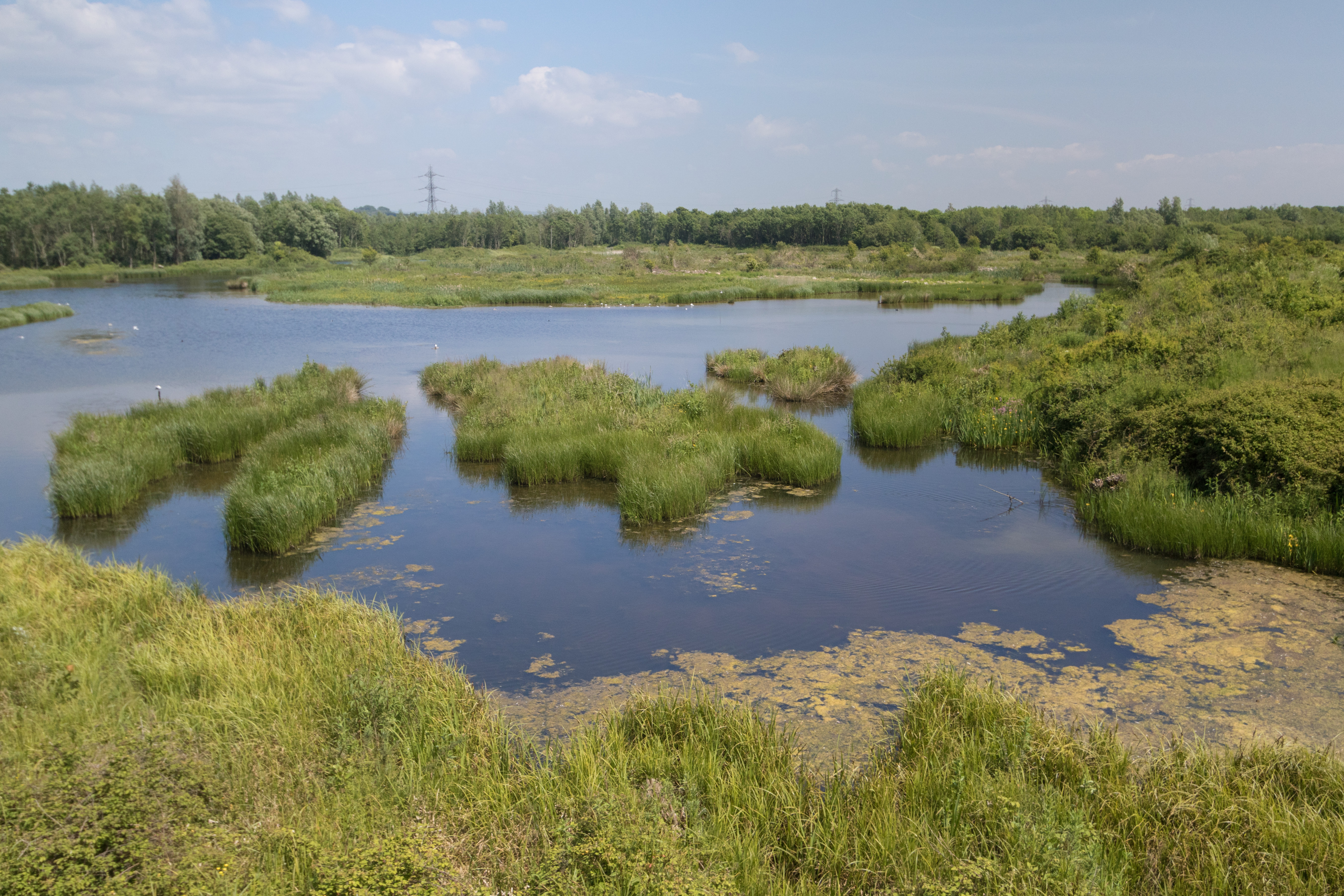 Changes to planning process could accelerate nature's decline, warns environmental coalition  