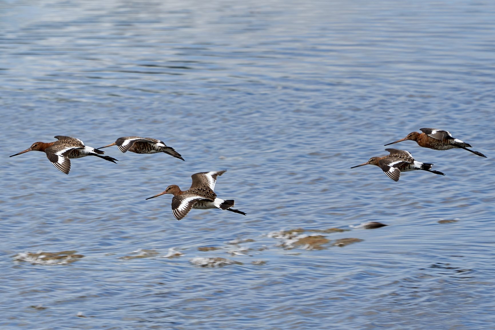 Reserve update - bringing wetland wildlife to you