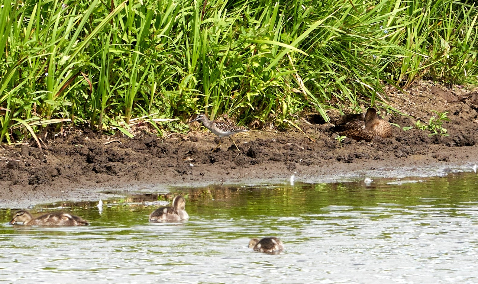 Welney distant wood sandpiper Kim Tarsey-scr.jpg