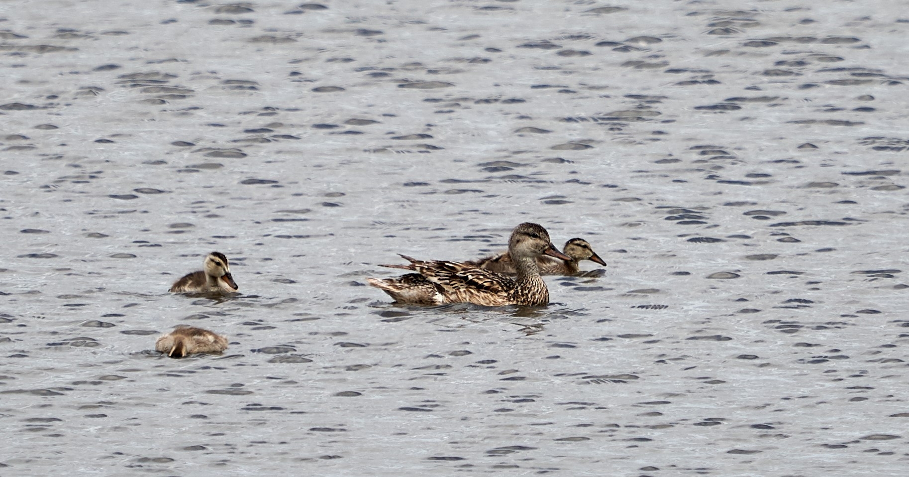 Welney Gadwall family 3 of 6 ducklings and mum Kim Tarsey-scr.jpg