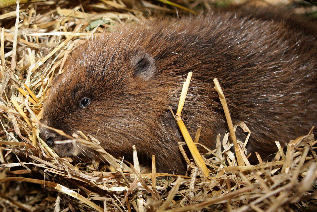 WWT joins coalition calling for long-term plan for England's beavers