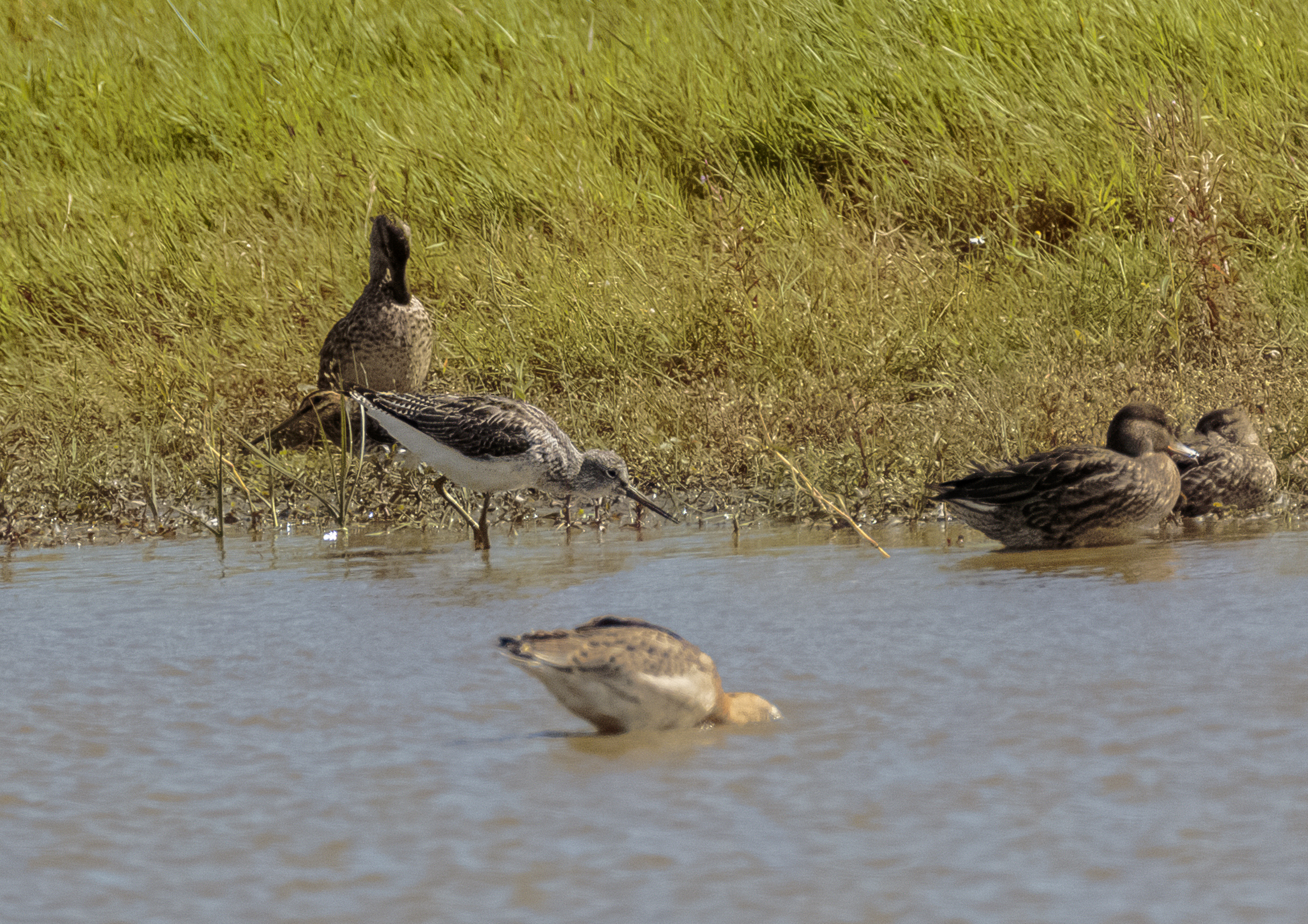 Greenshank Making an Appearance