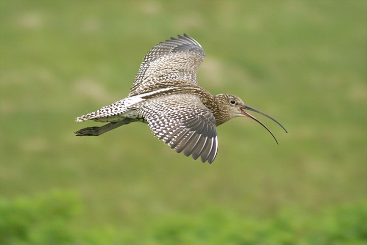 Eurasian curlew recovery