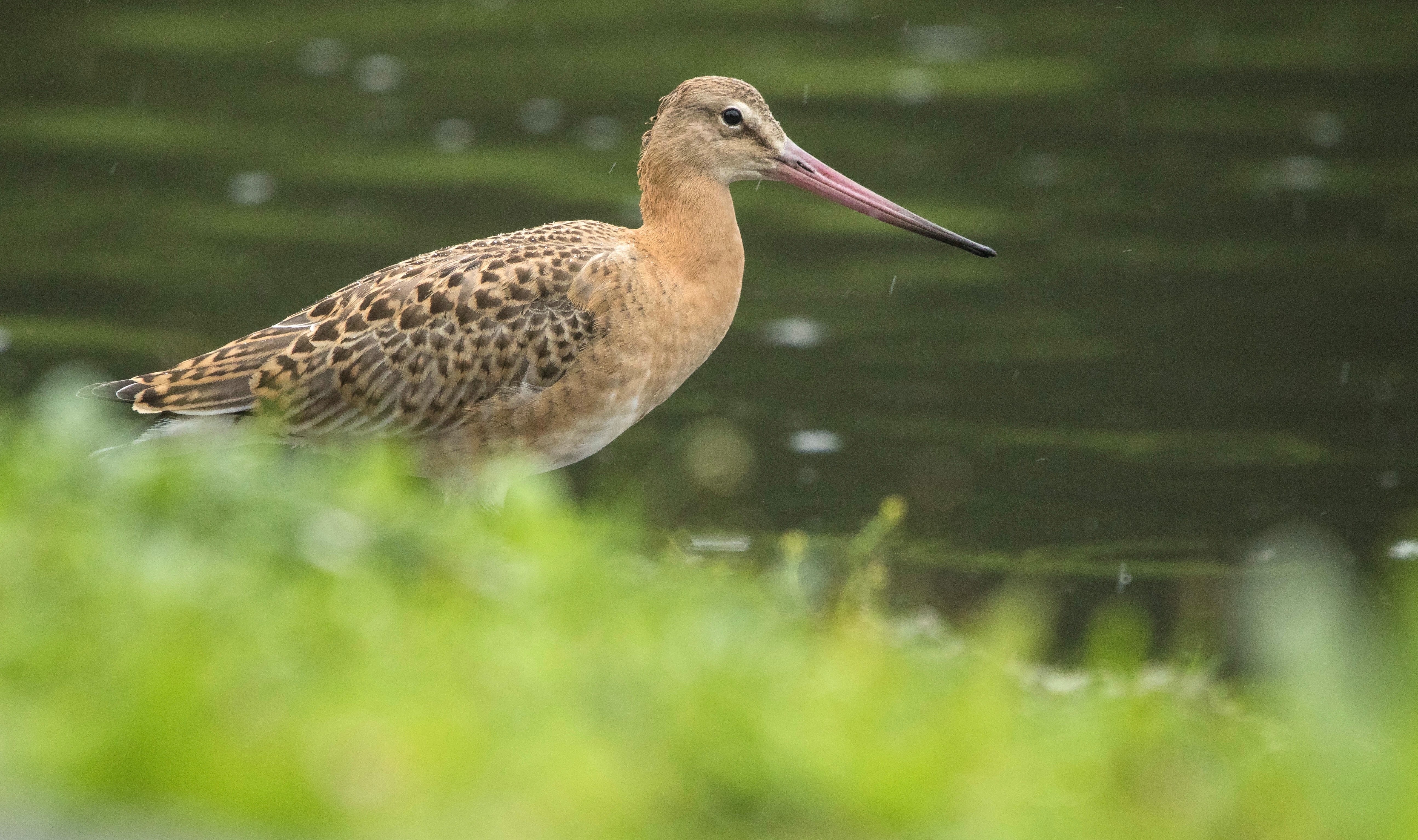 Recent Sightings 14th - 19th February