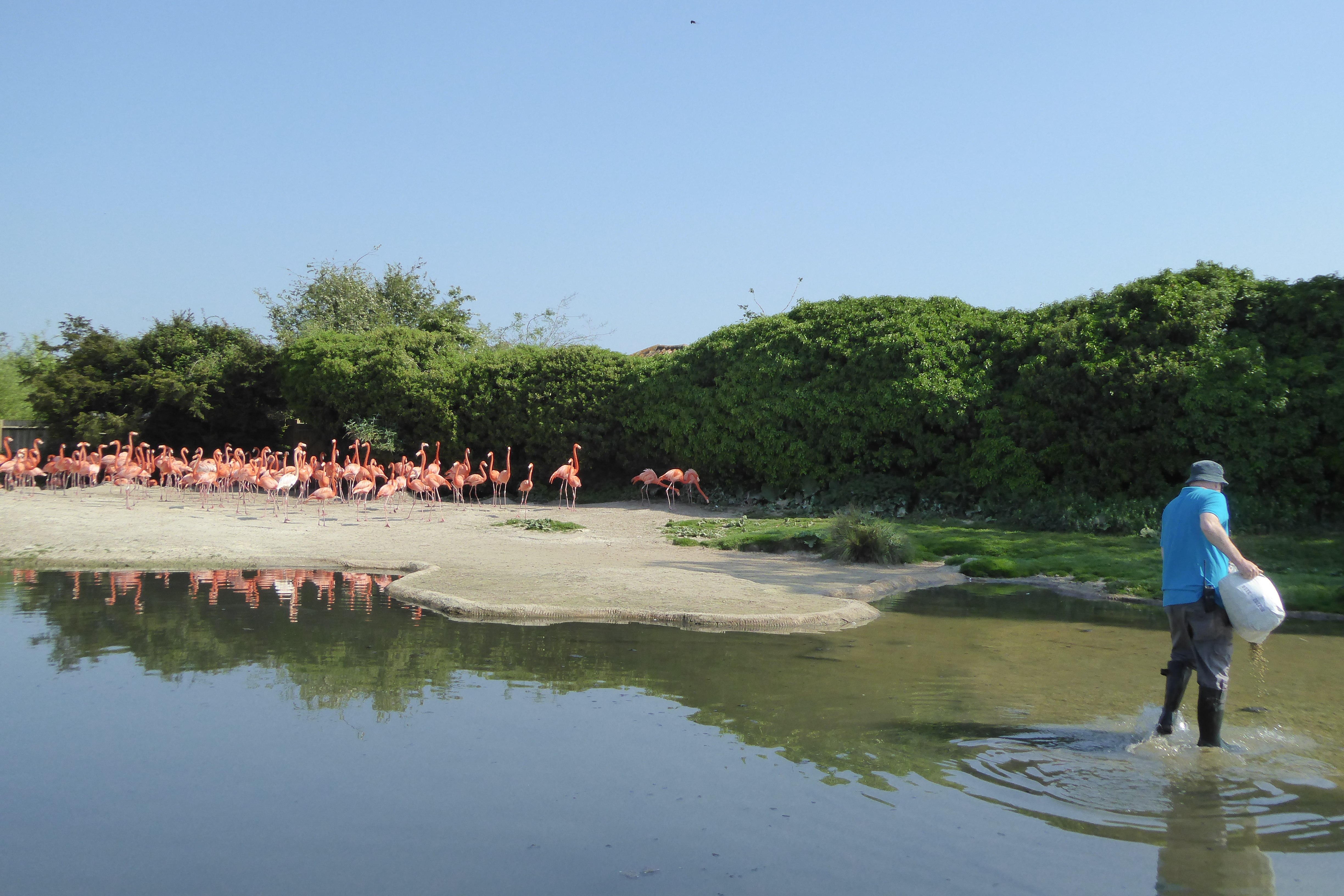 Flamingos like it when the sun shines