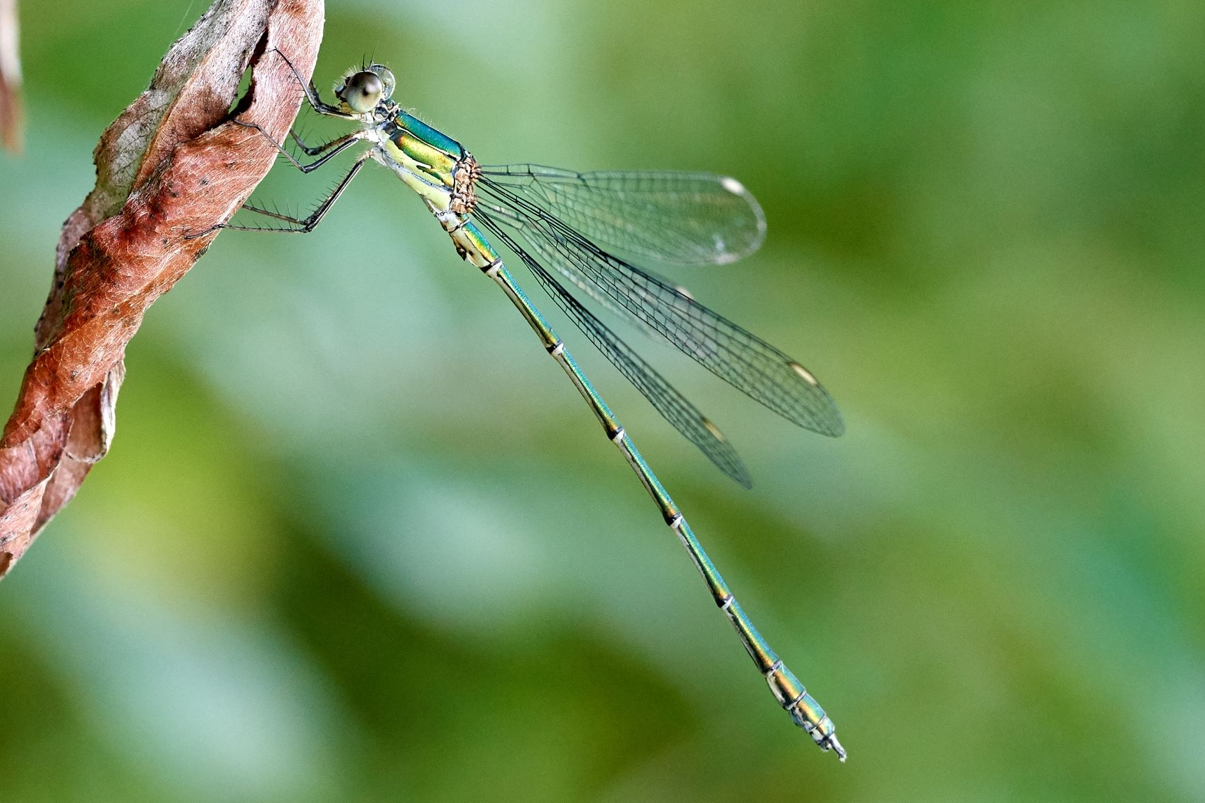 Wildlife Sightings for 28th August 2023