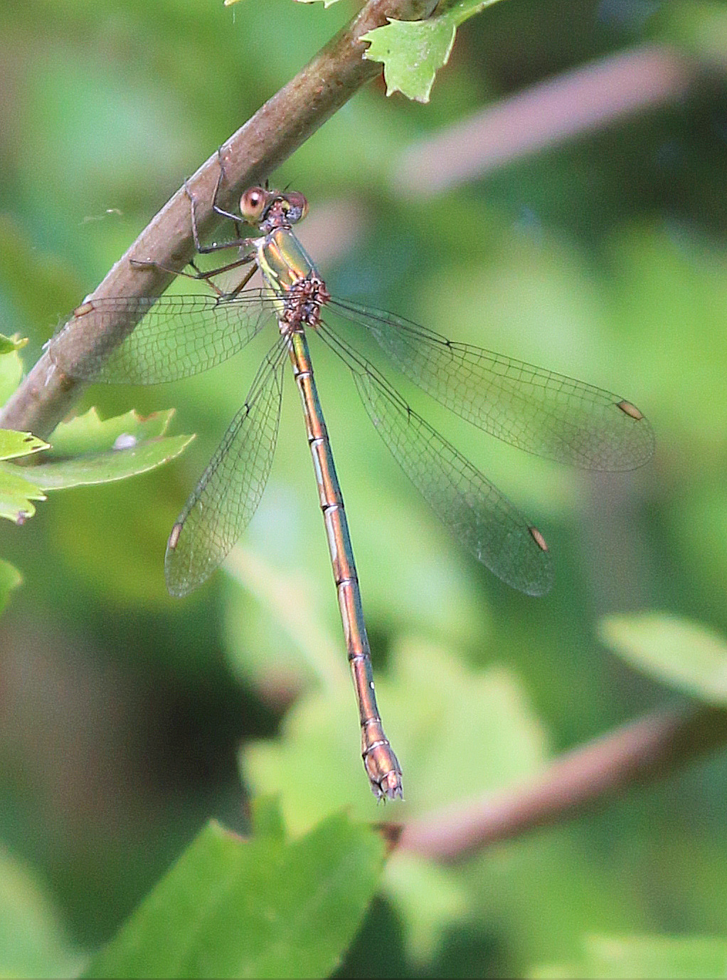 Willow Emerald Damselfly female Wildside RichBullock 150 (2) 07Sep18.jpg