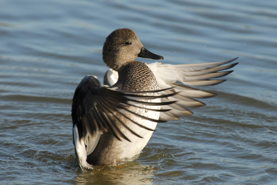 Wildlife Sightings for 17th December 2023