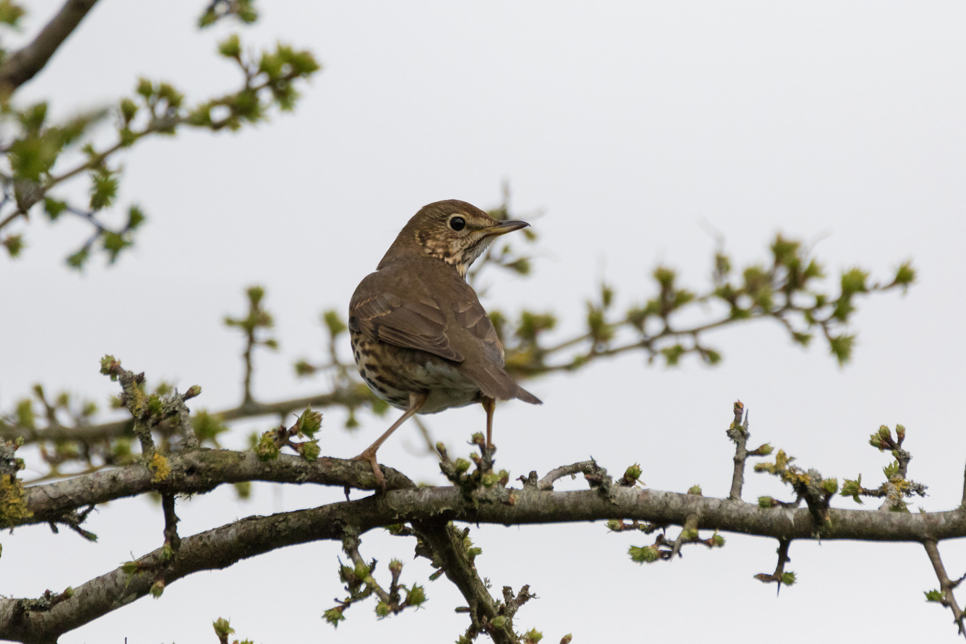 Wildlife sightings for 11th November 2020