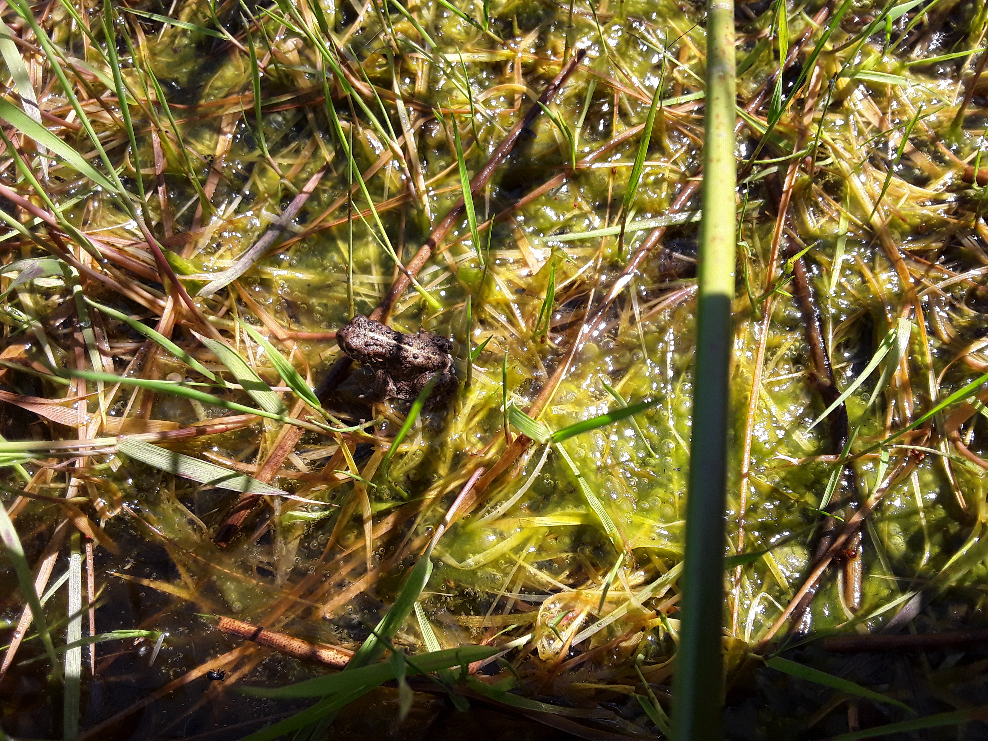 Natterjacks Emerging