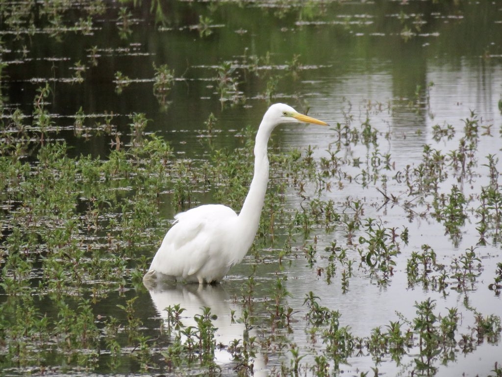 Wildlife sightings for 10th August 2022