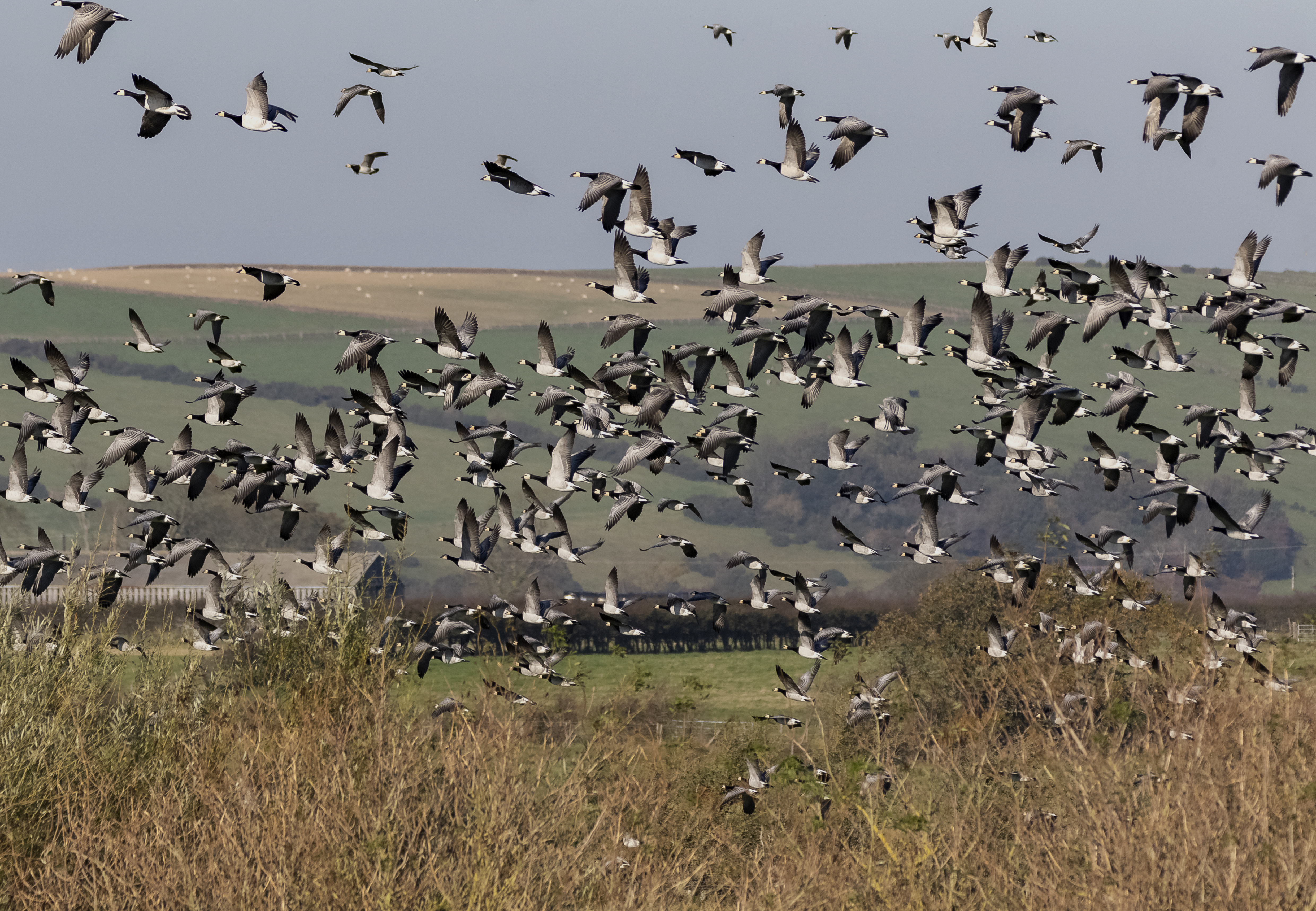 barnacle geese credit Alex Hillier (83).jpg