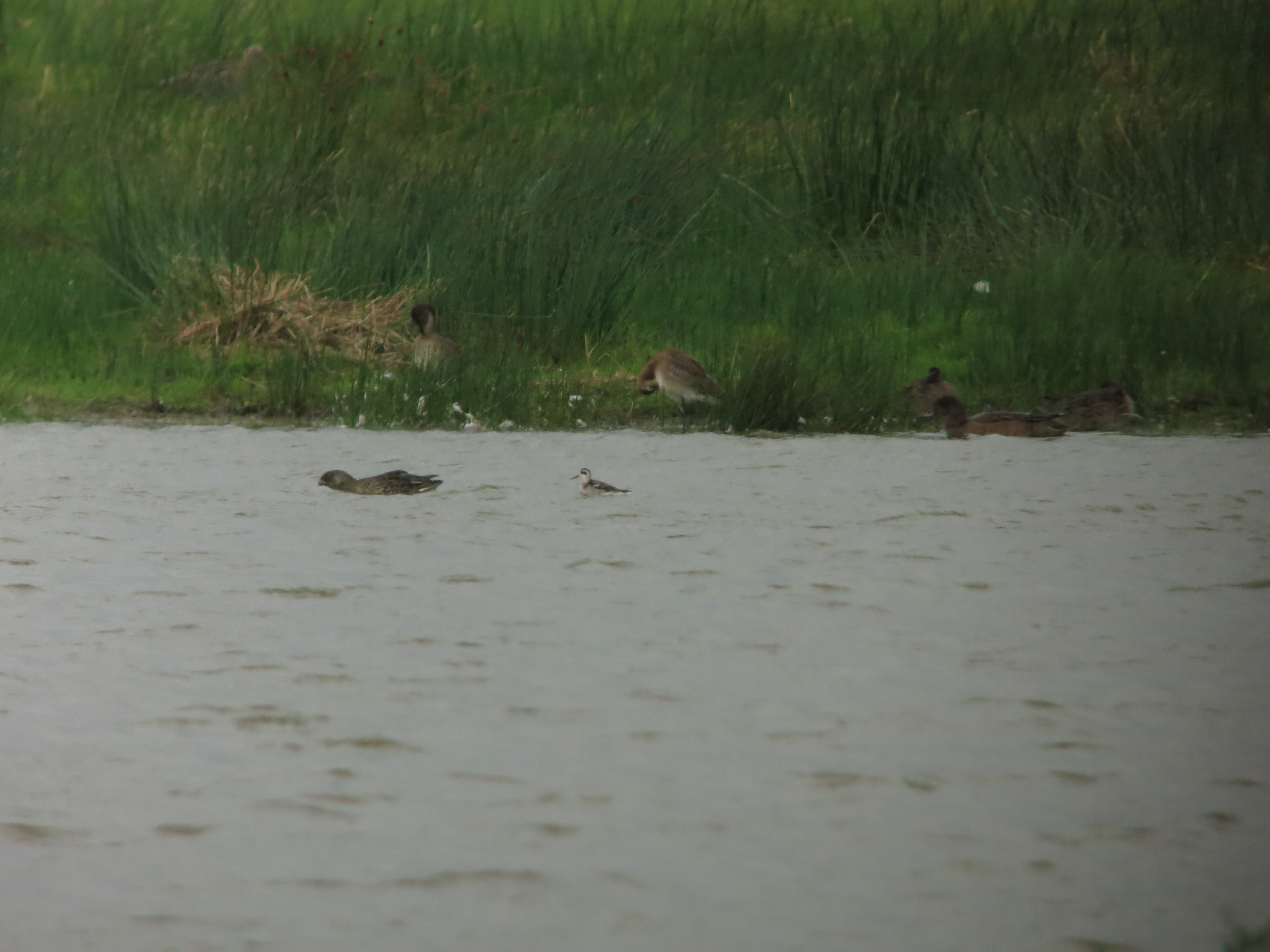 Phalarope on Folly