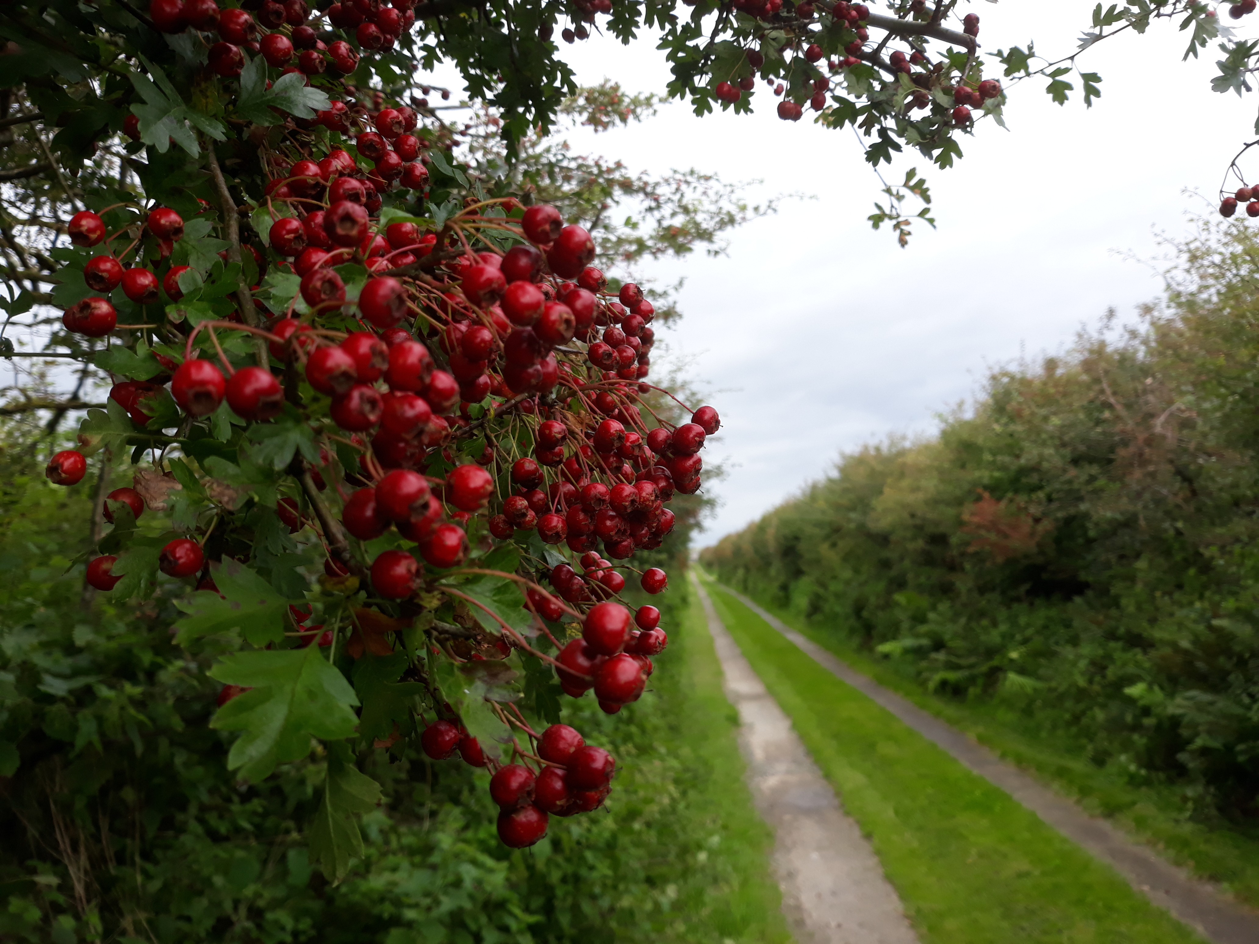 Autumn Berries