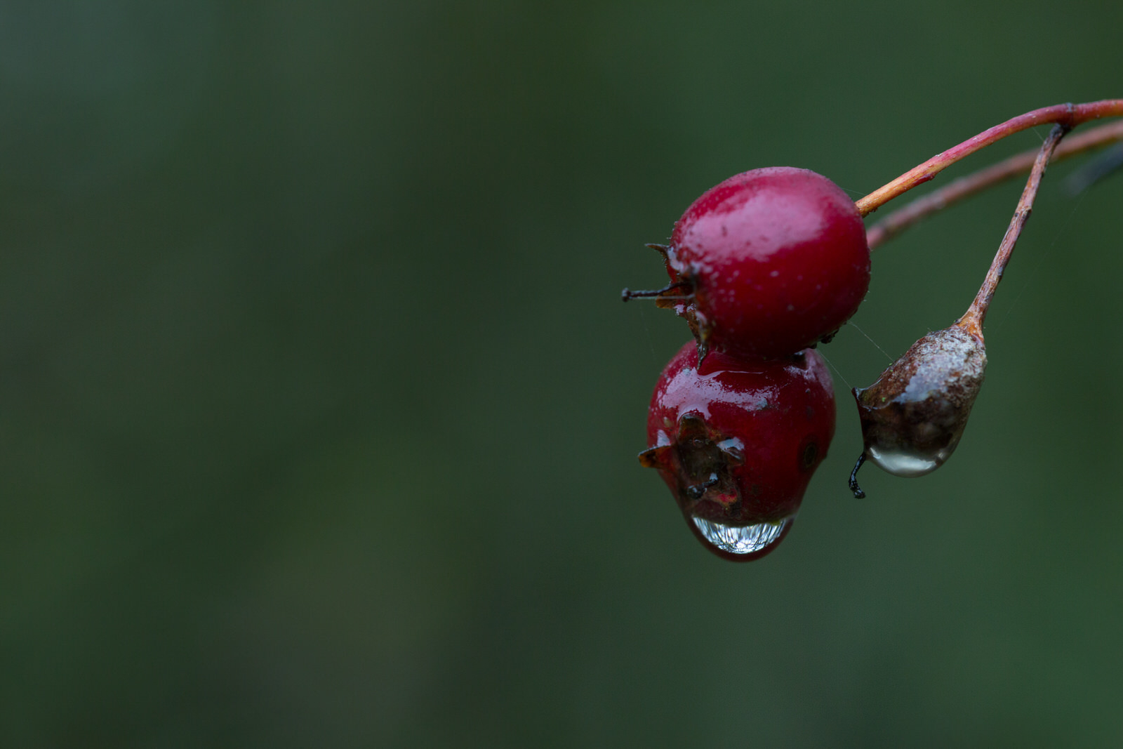 Haws - credit Sam Stafford - copy of 155_CA_Autumnwatch_Sam_Stafford_Nov_2015.jpg