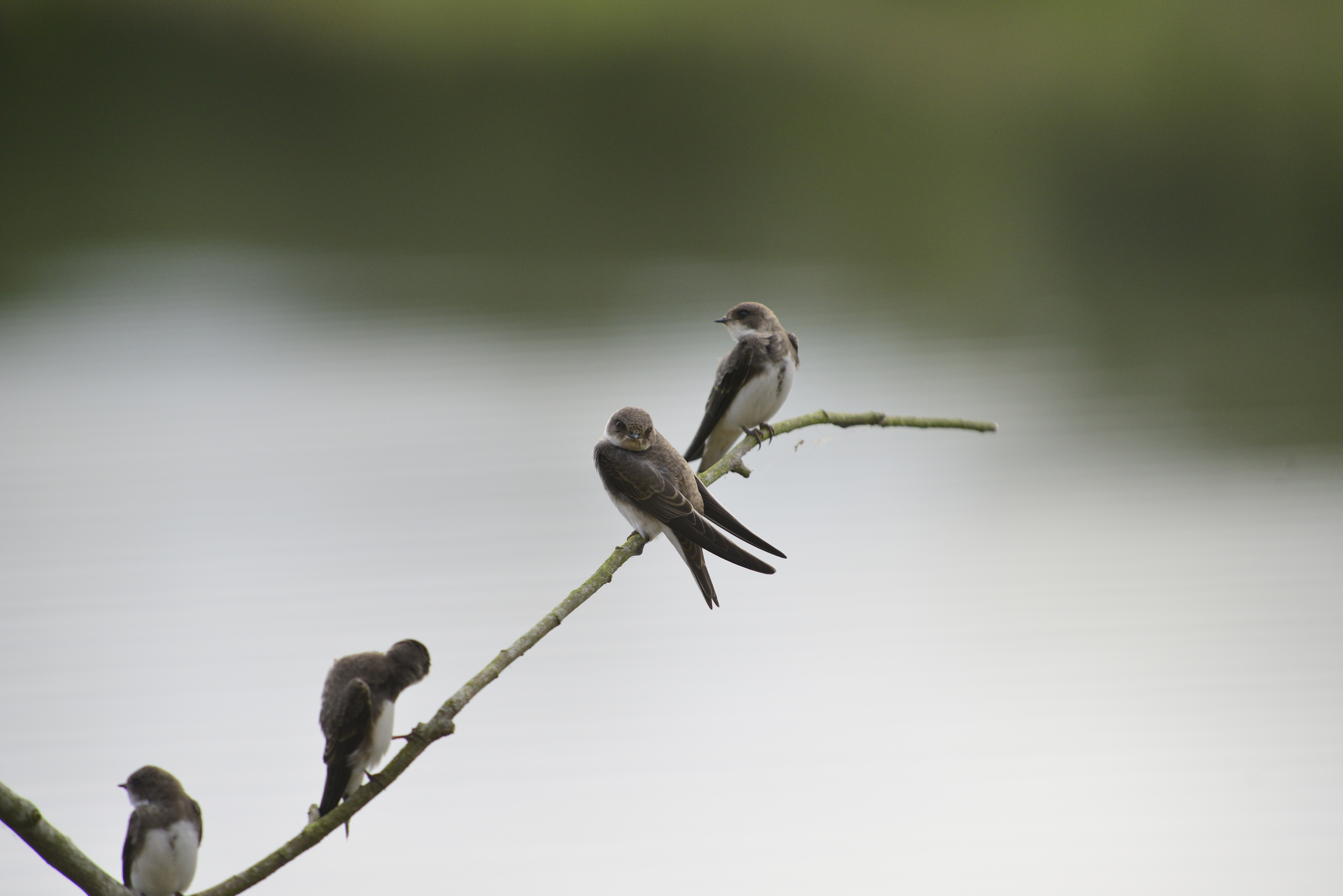 Sand Martins start moving through