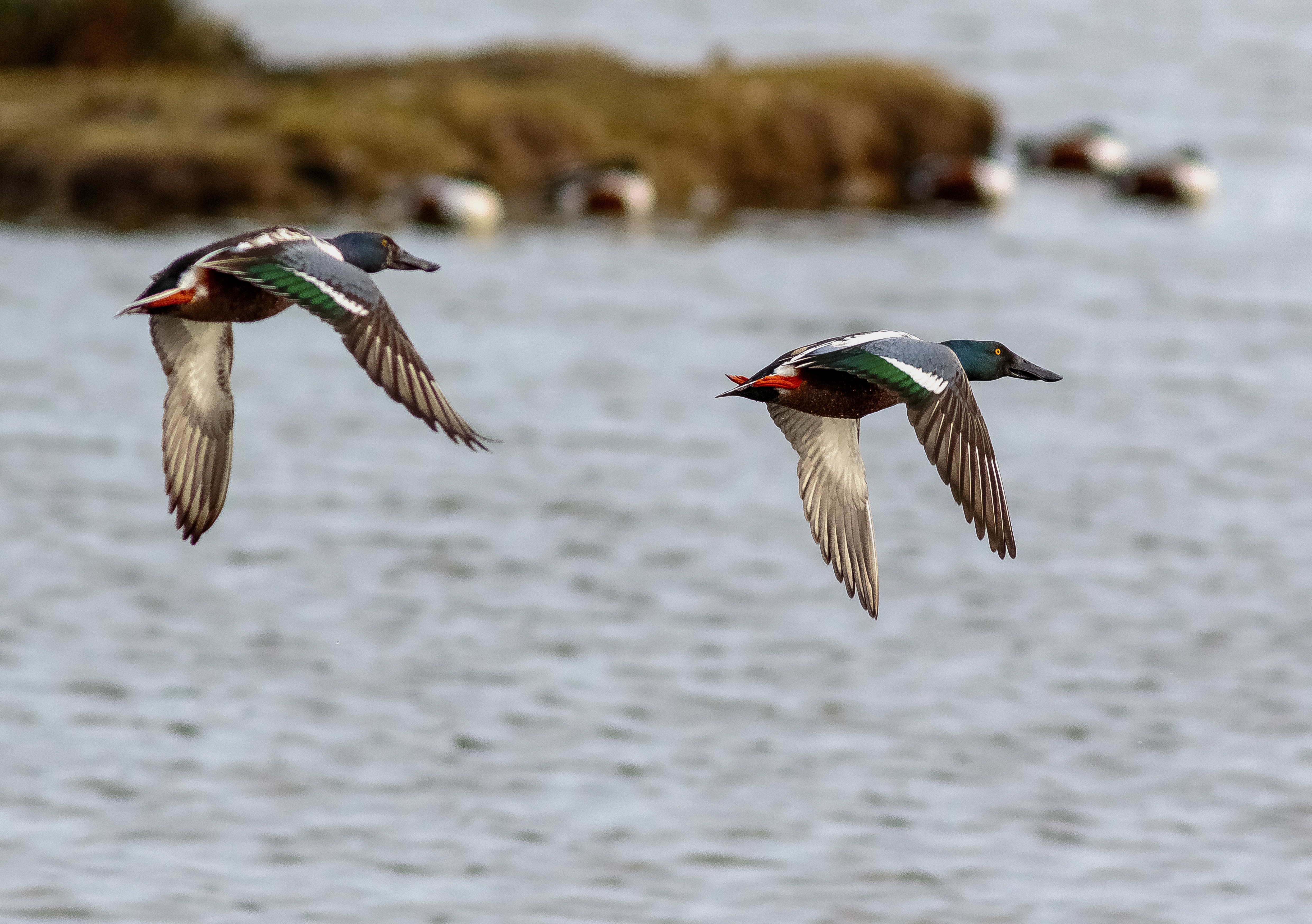 shoveler credit Alex Hillier (88).jpg