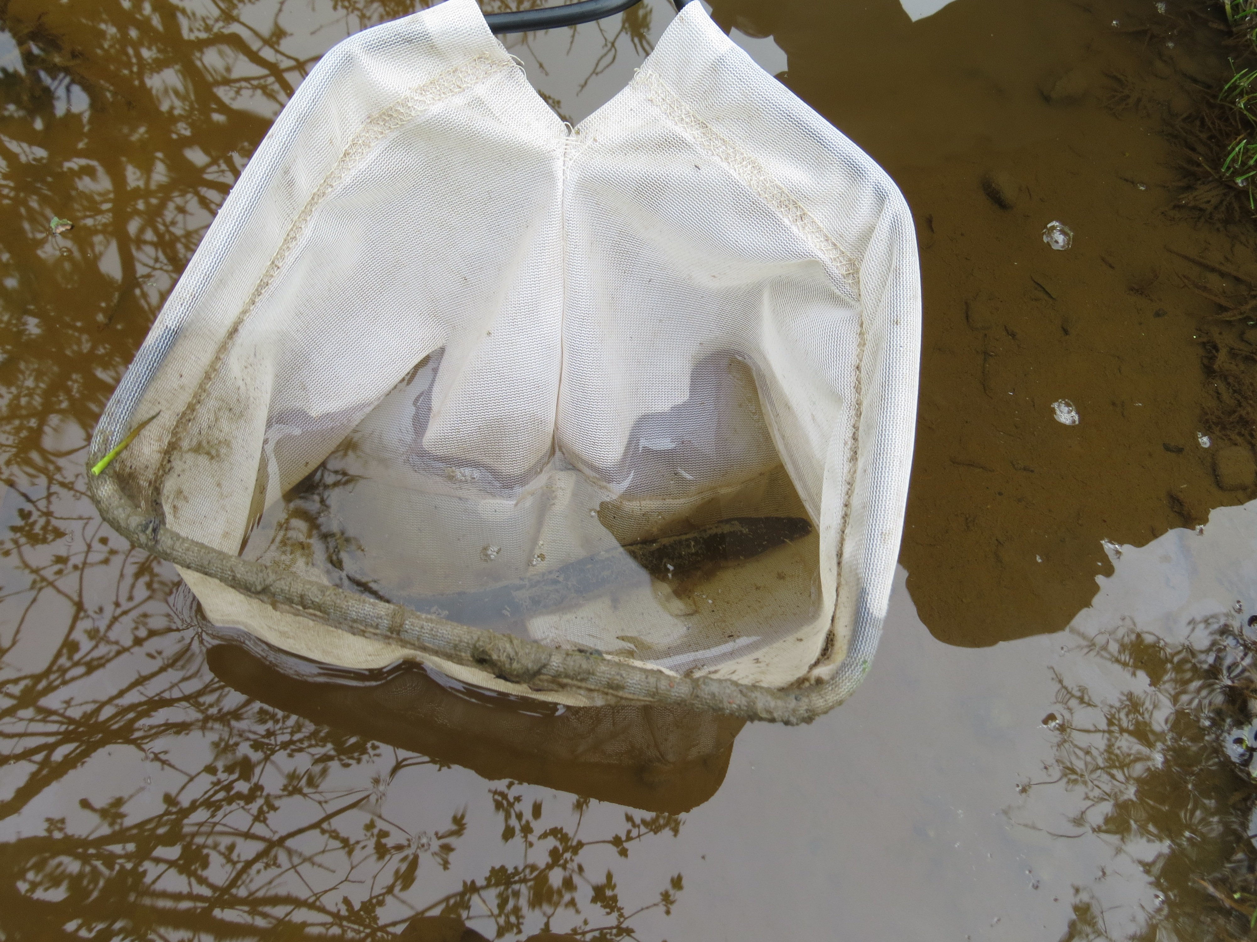 Eel in a Puddle