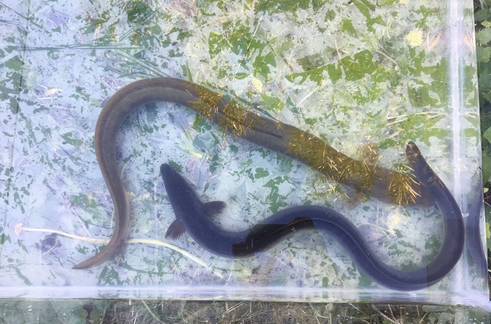 Reserve News - Eel Surveys