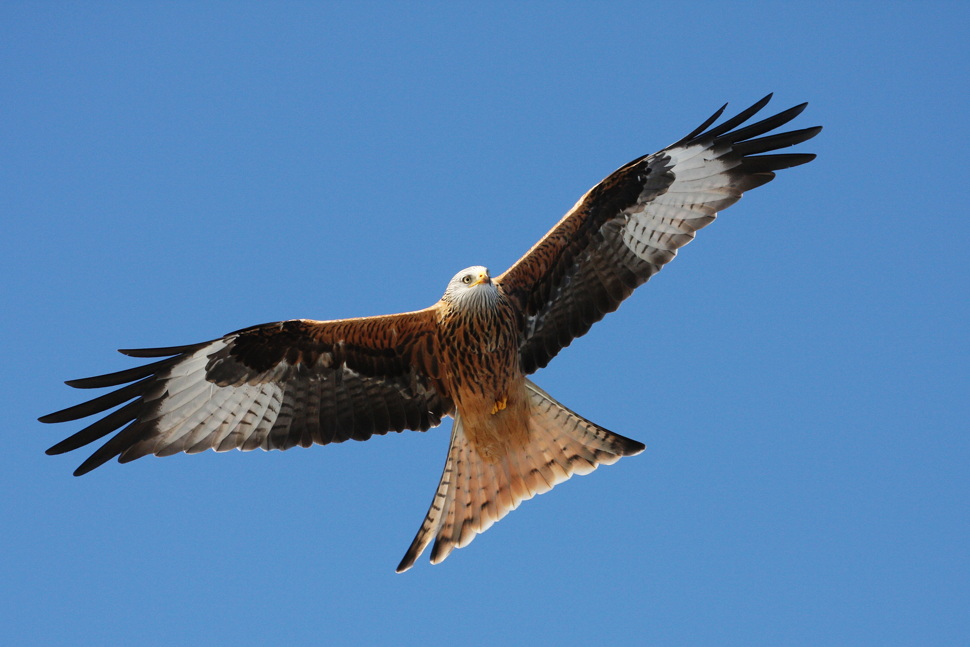 113. Red Kite.jpg