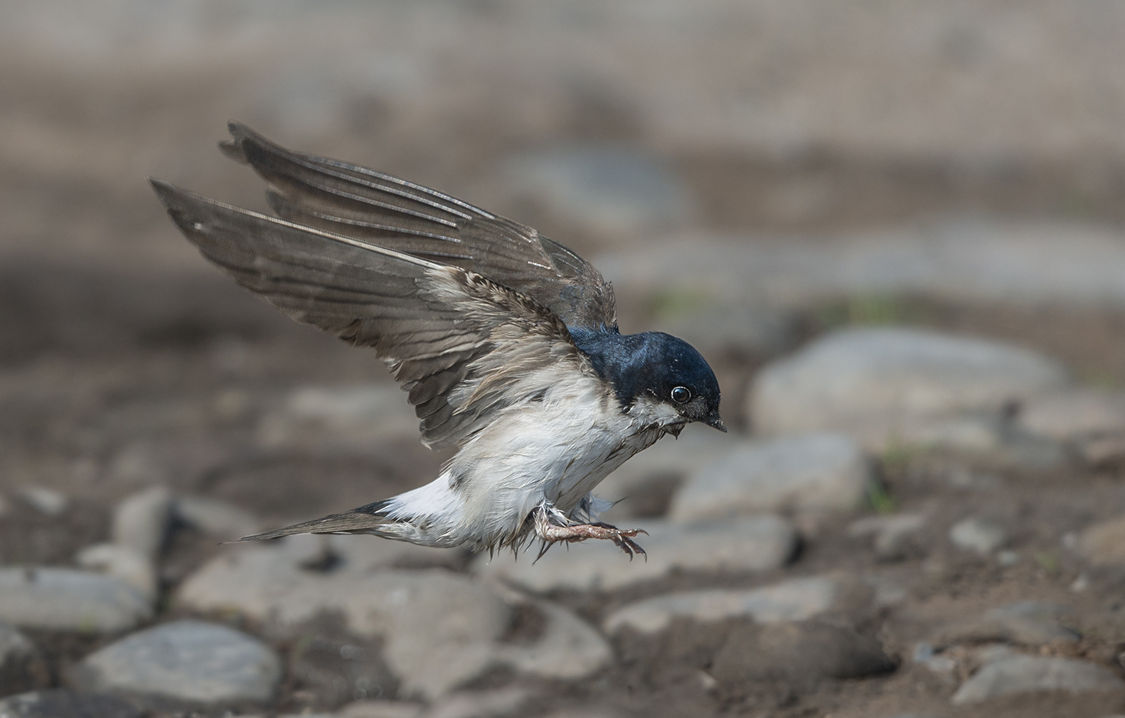 38. House Martin.jpg