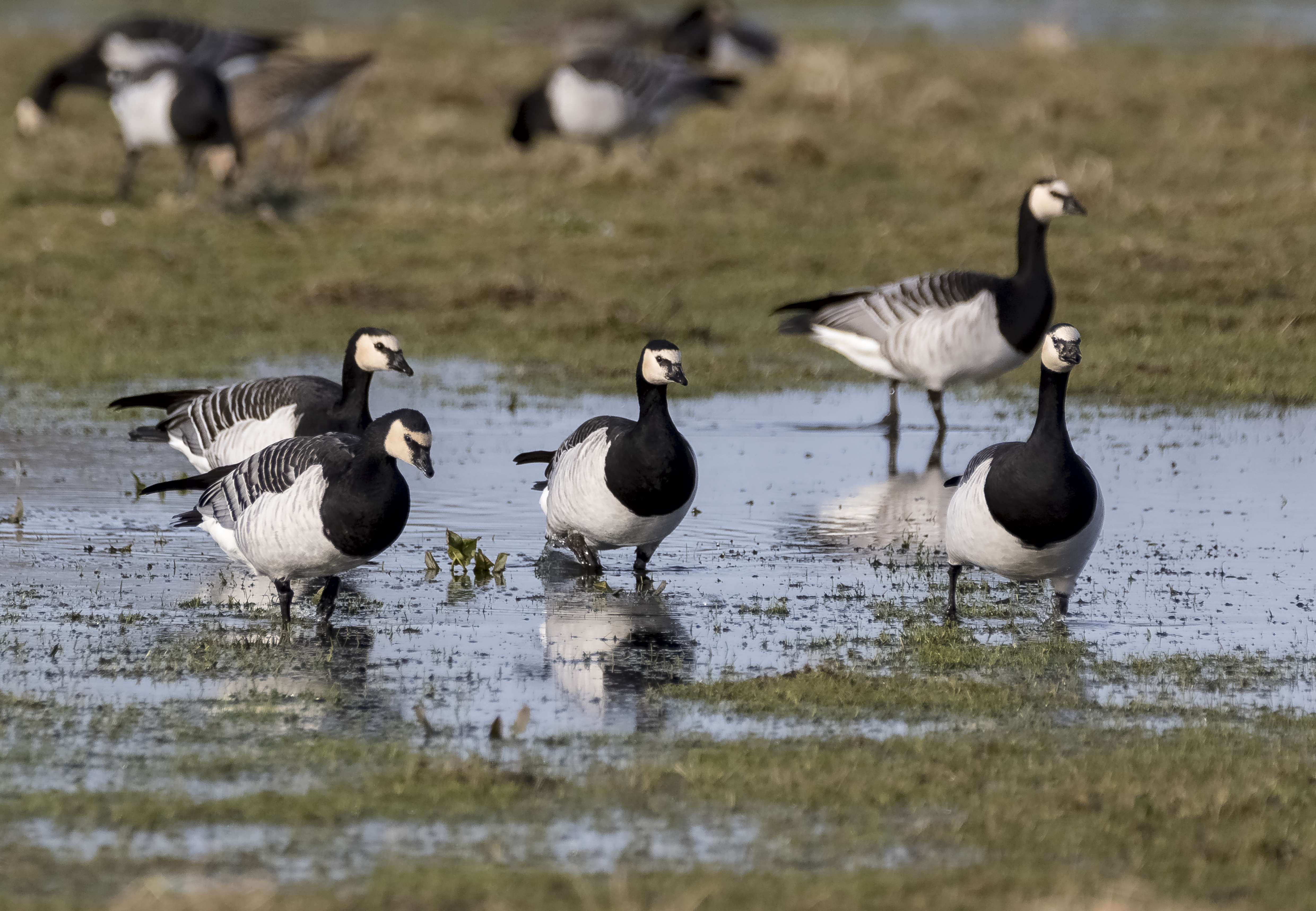 barnacle geese credit Alex Hillier (181).jpg