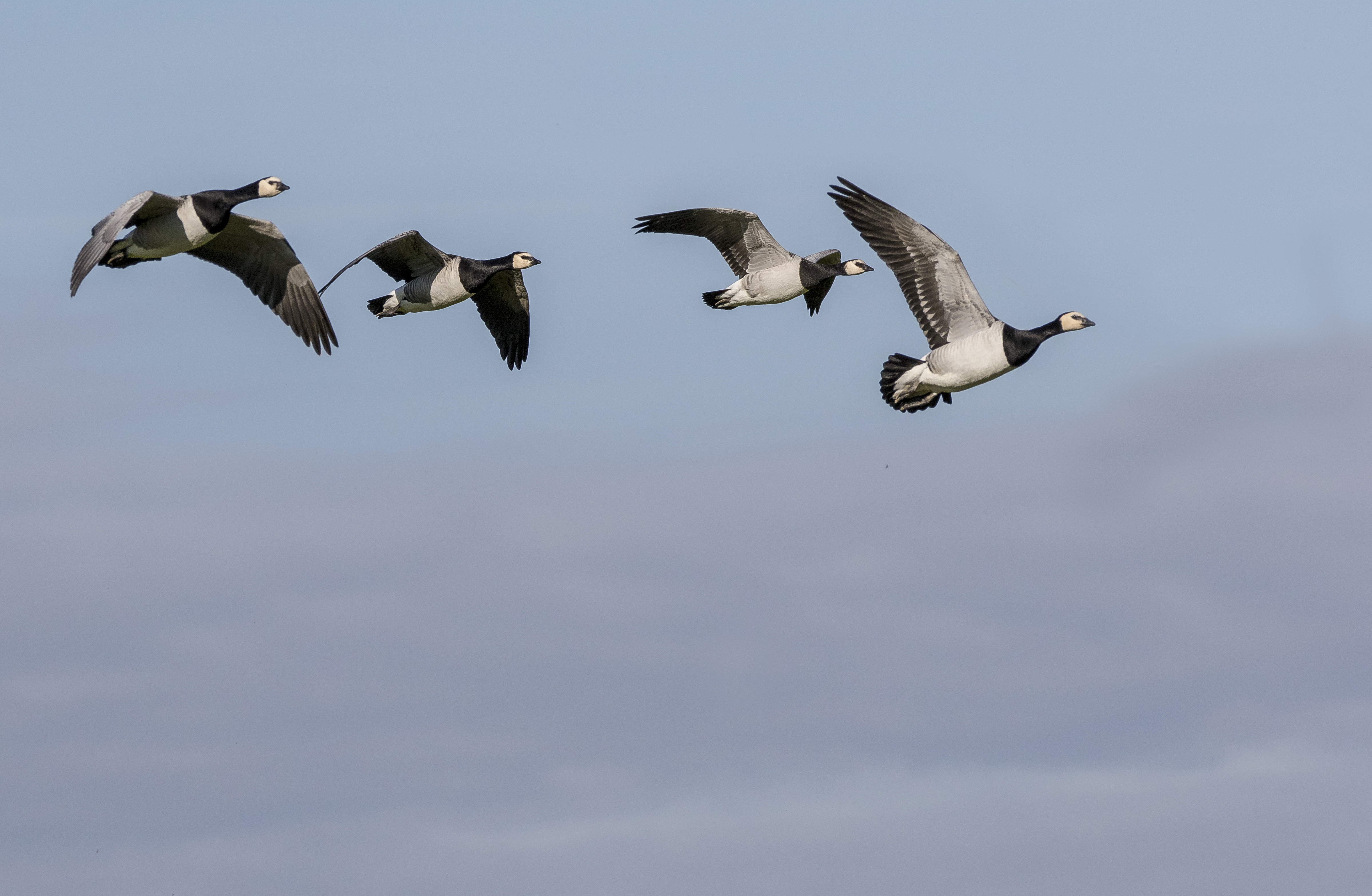 The geese are arriving!