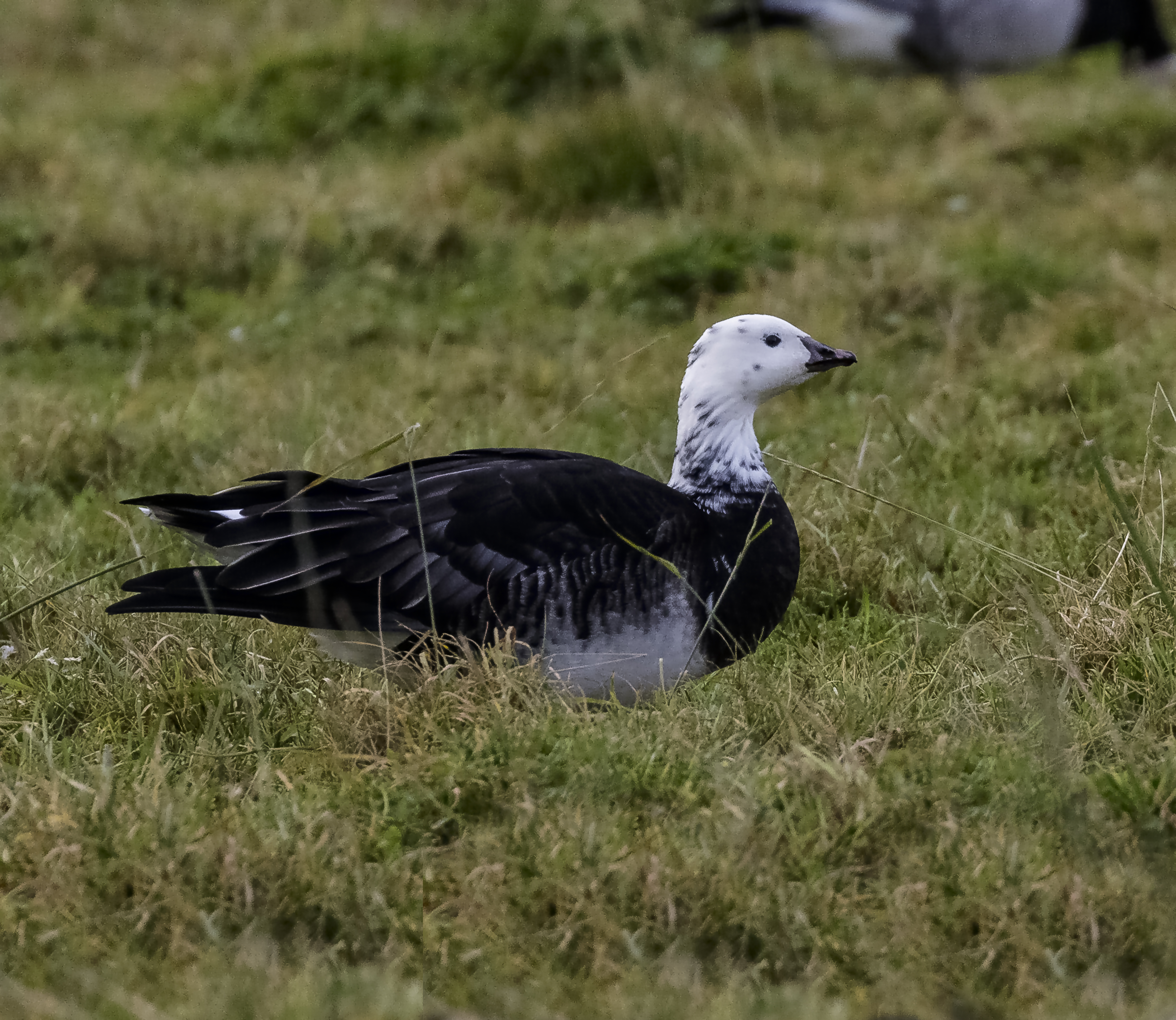 Hybrid Barnacle - Snow Goose credit Alex Hillier (126).jpg