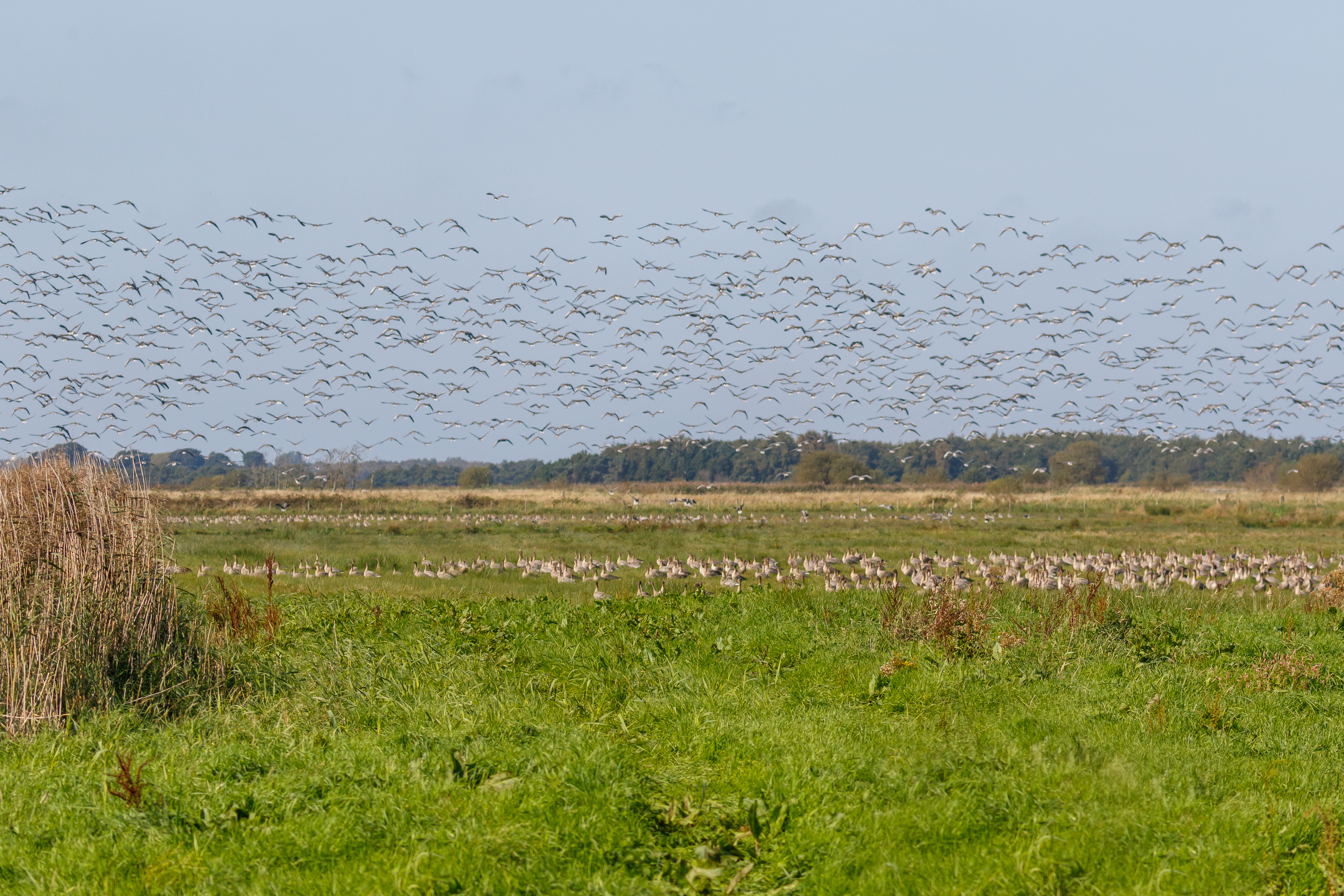 Pink-footed geese