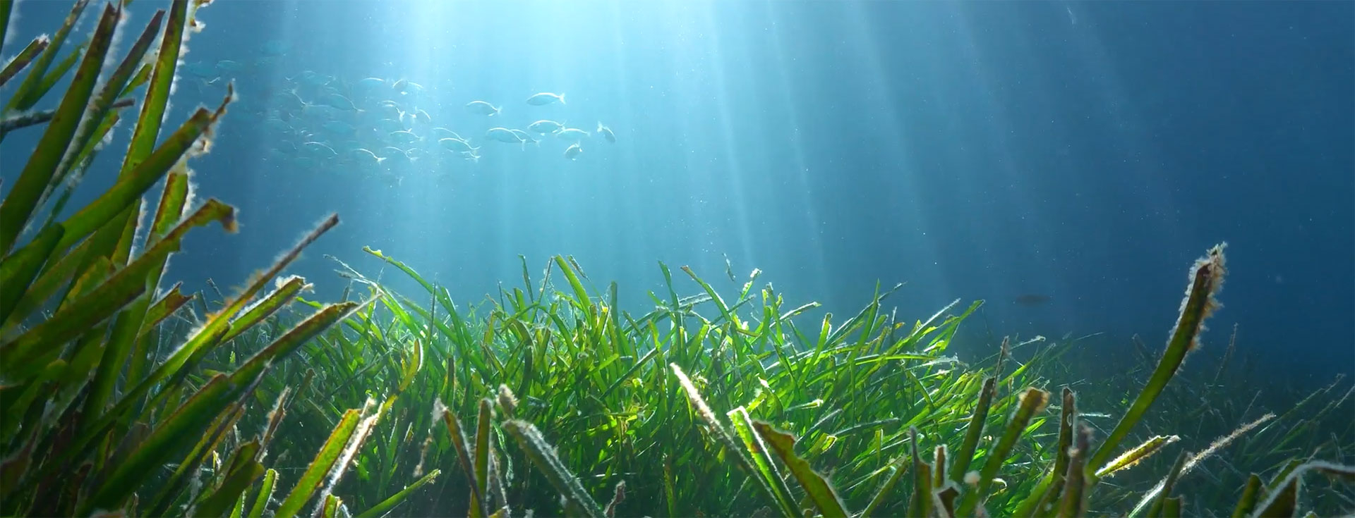 Amazing Wetland's Critters