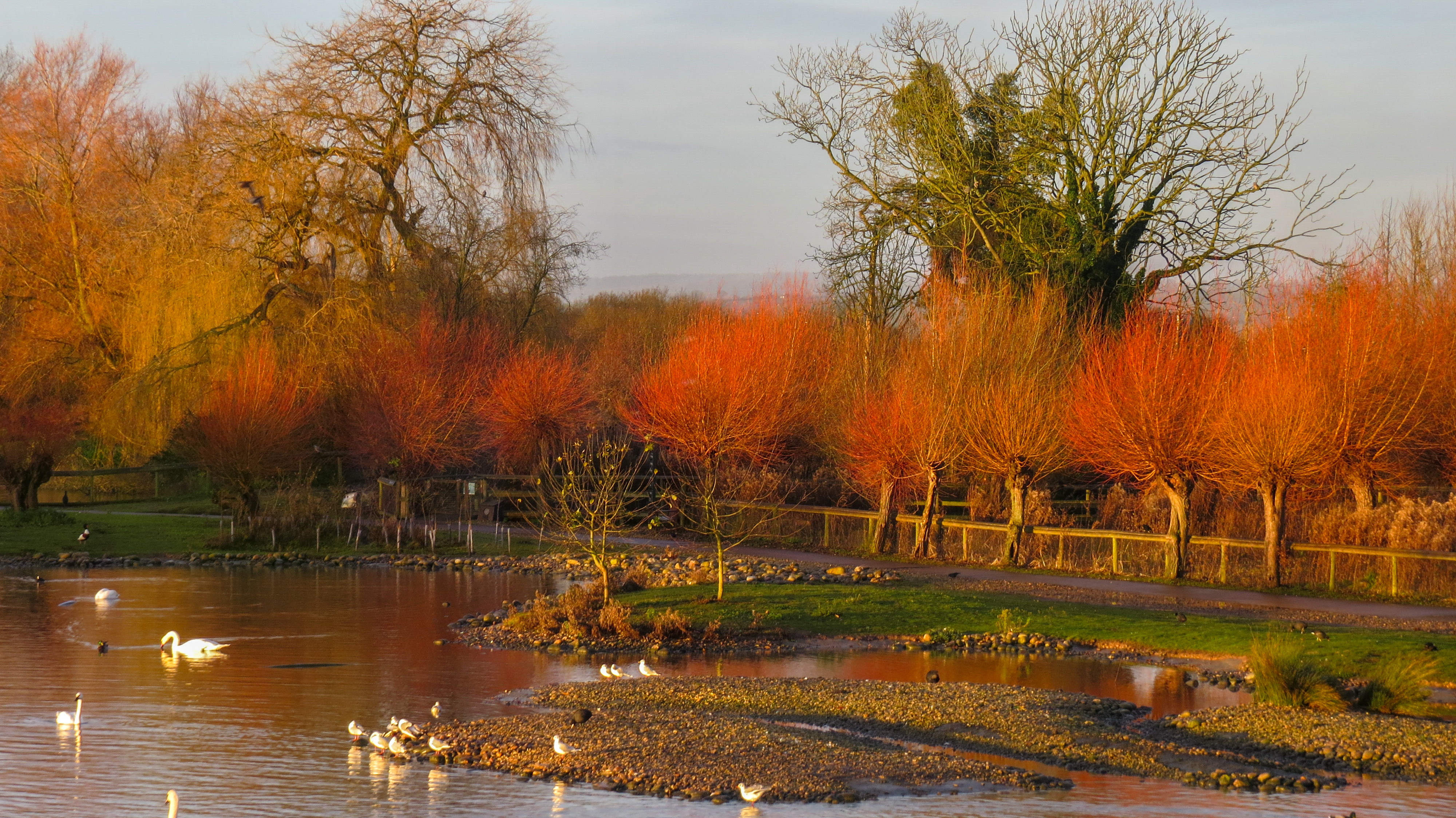 Fall for nature’s spectacle at WWT wetland centres this autumn