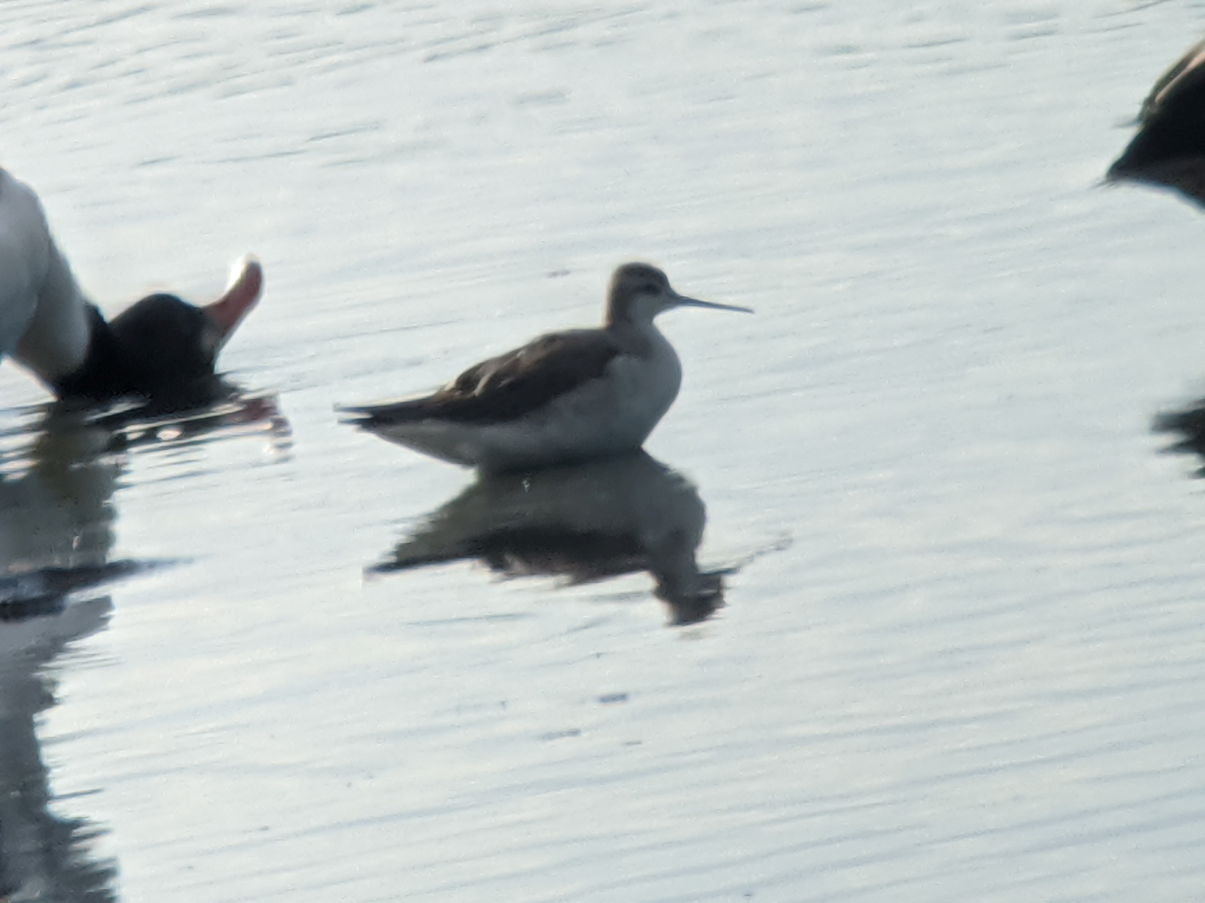 Wilson's Phalarope