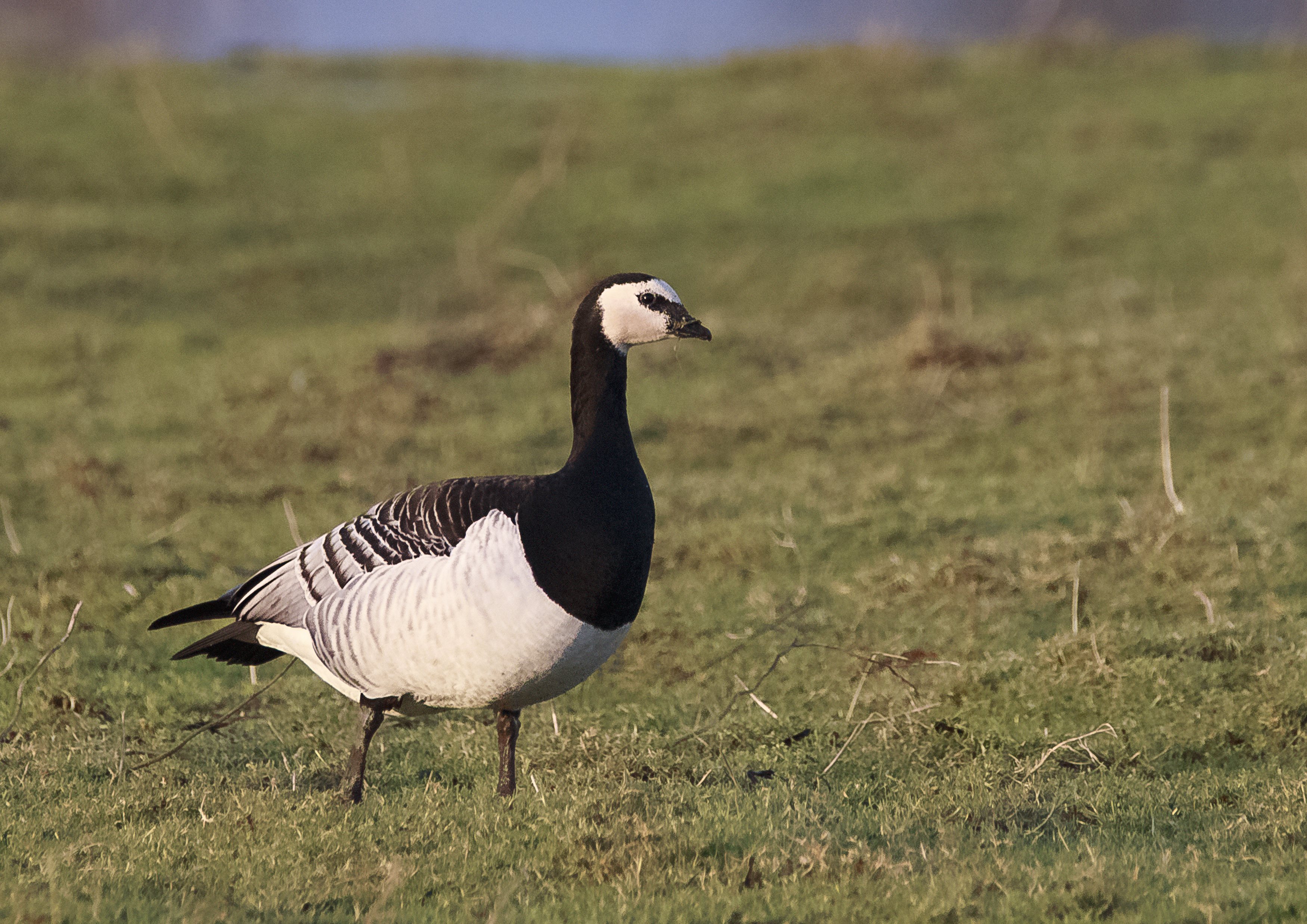 Barnacle Goose Credit Alex Hillier IMG_3055.jpg