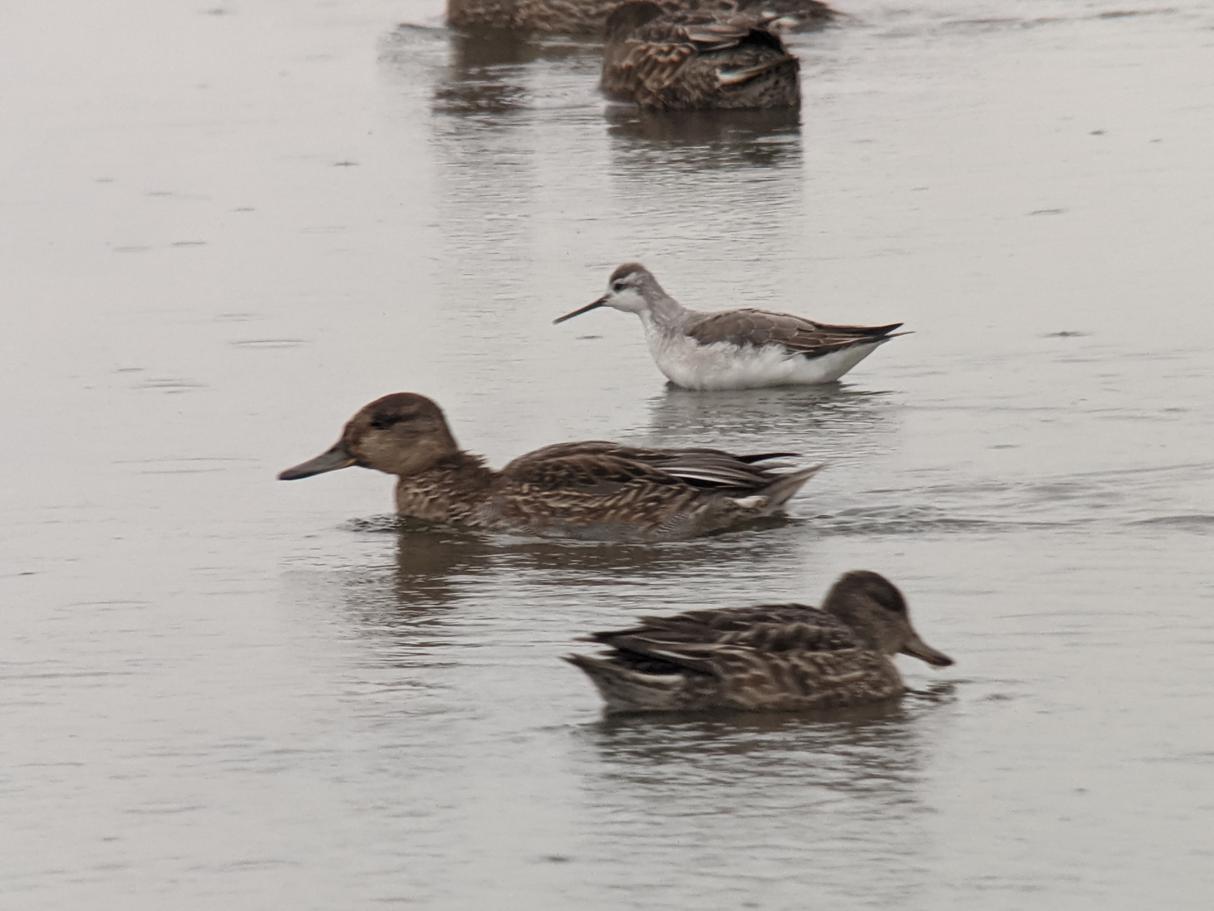 Wilson's Phalarope