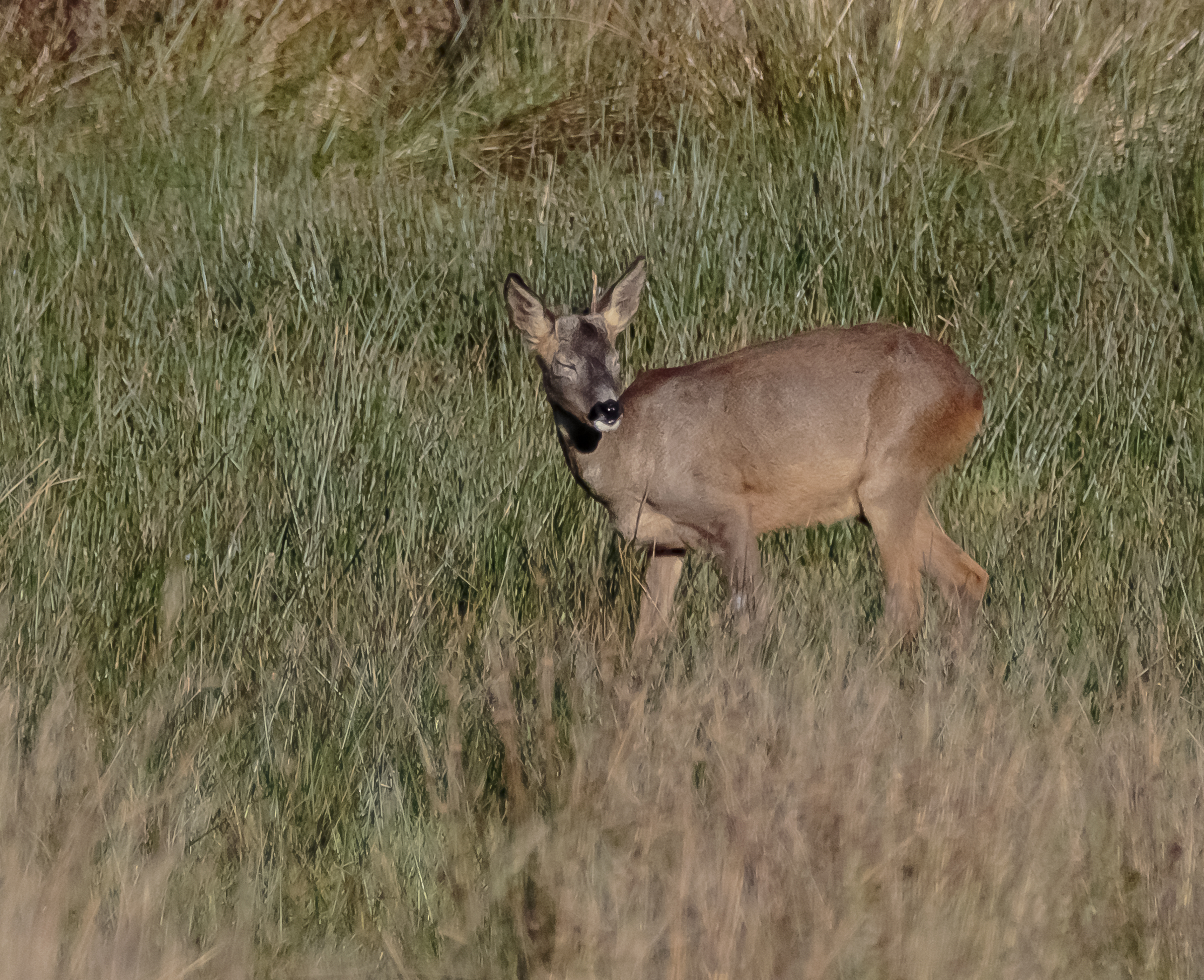 Roe Deer in the Sun