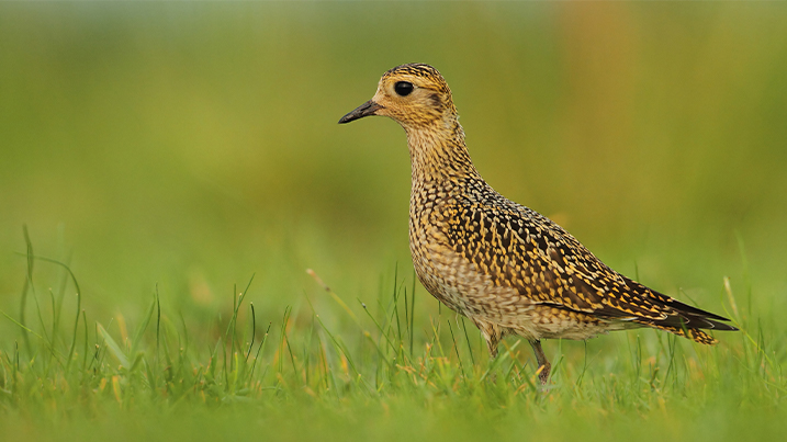 Golden plover