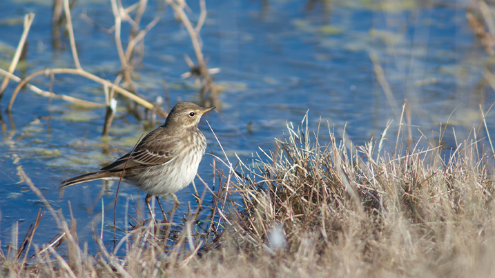 Water pipit