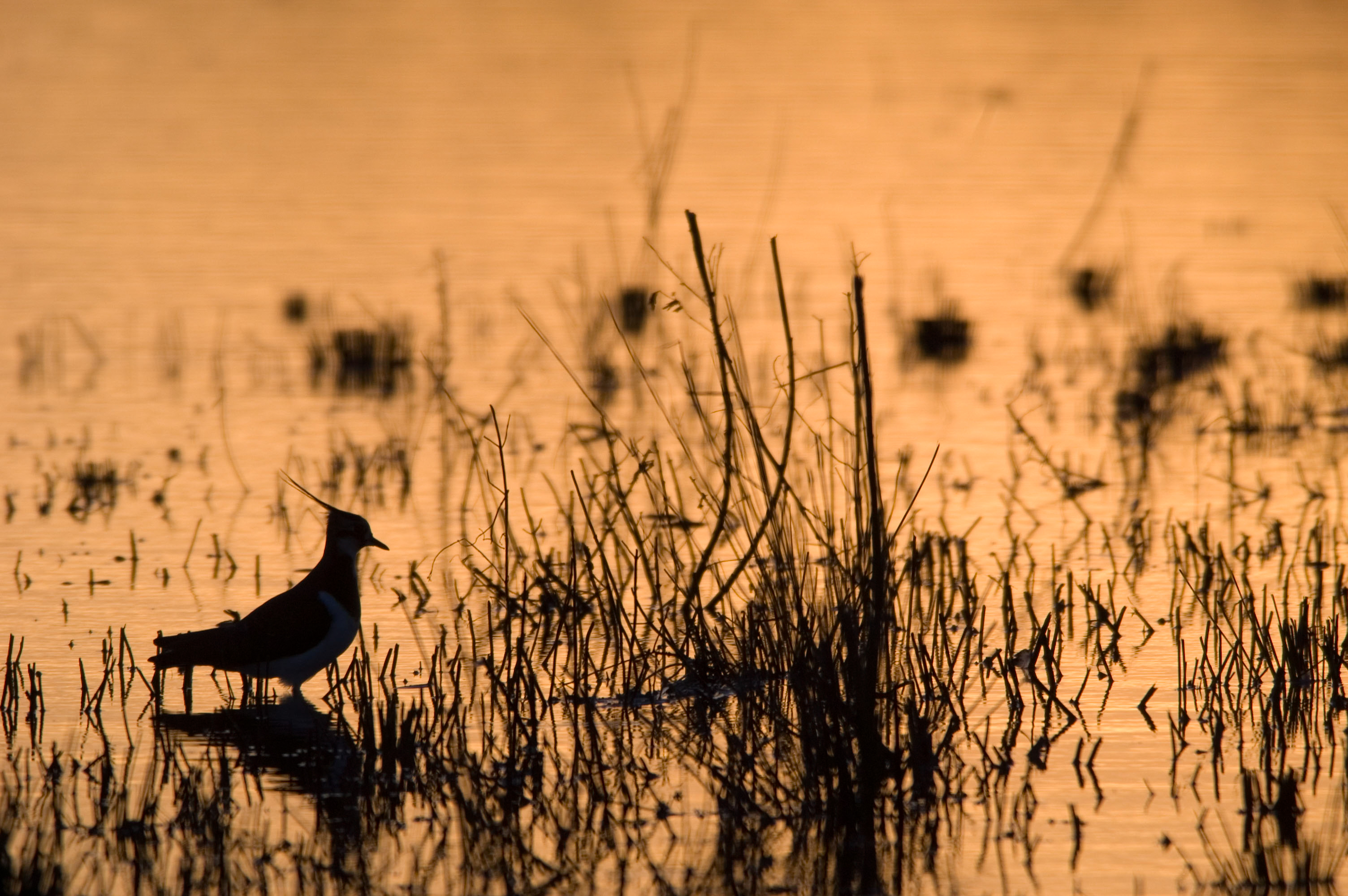 Winter brings its own special beauty to our wetlands. 