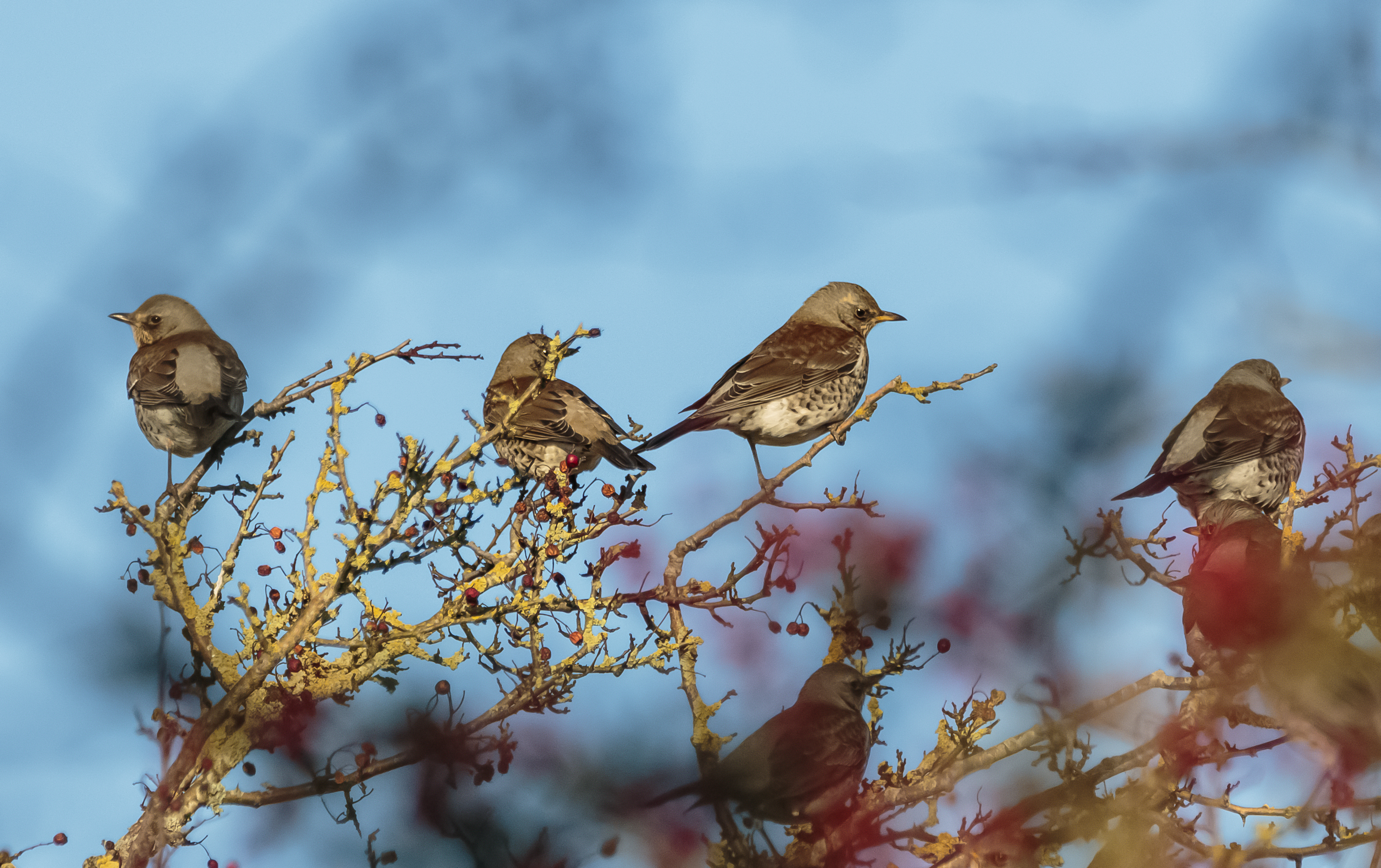 Fieldfare in the Hedgerows