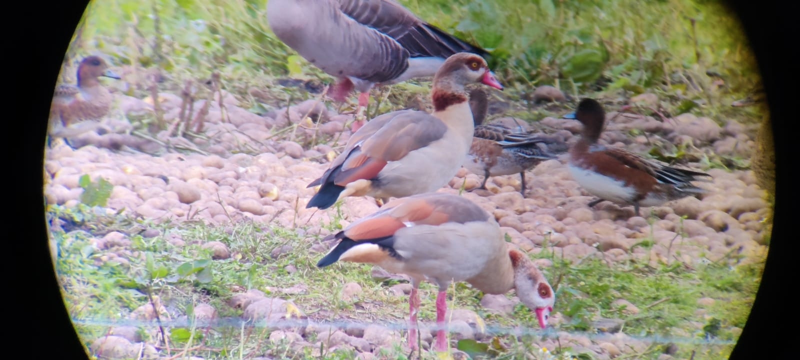 Egyptian Geese