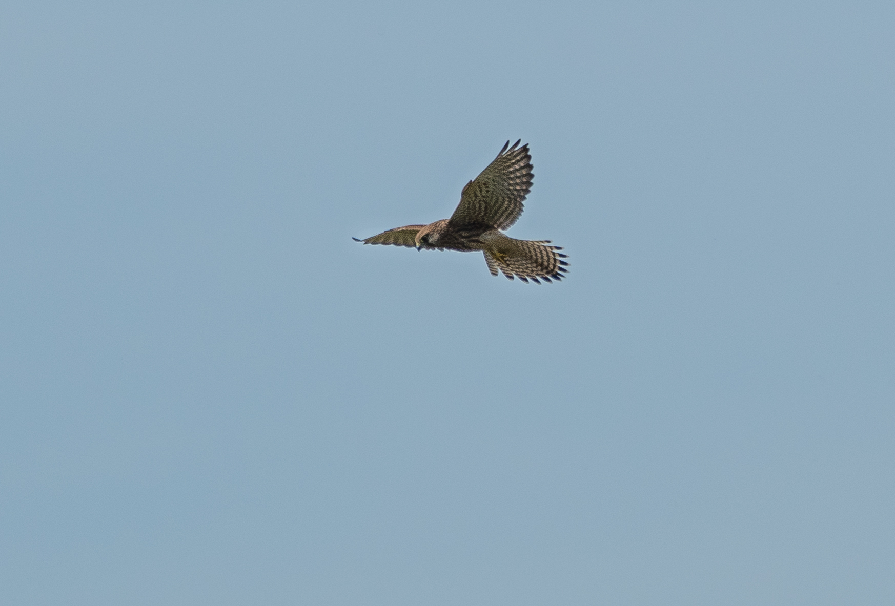 Kestrel and kingfishers