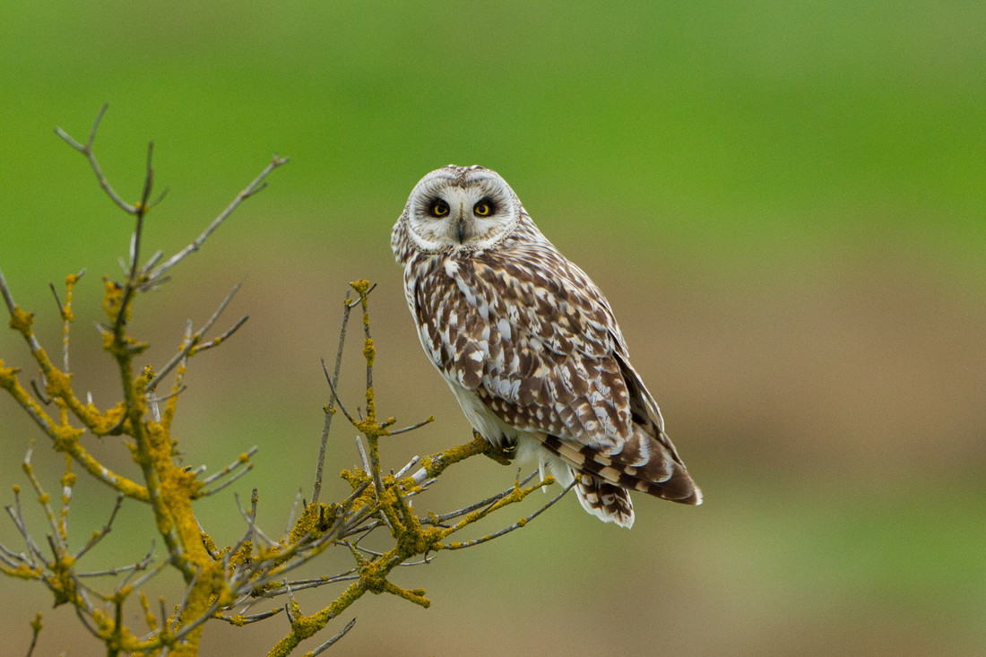 Wildlife sightings for 18th October 2020