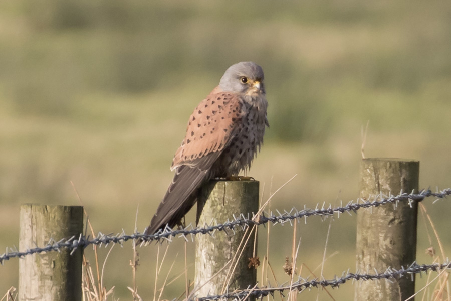 Kestrel credit Brian Taylor (2).jpg