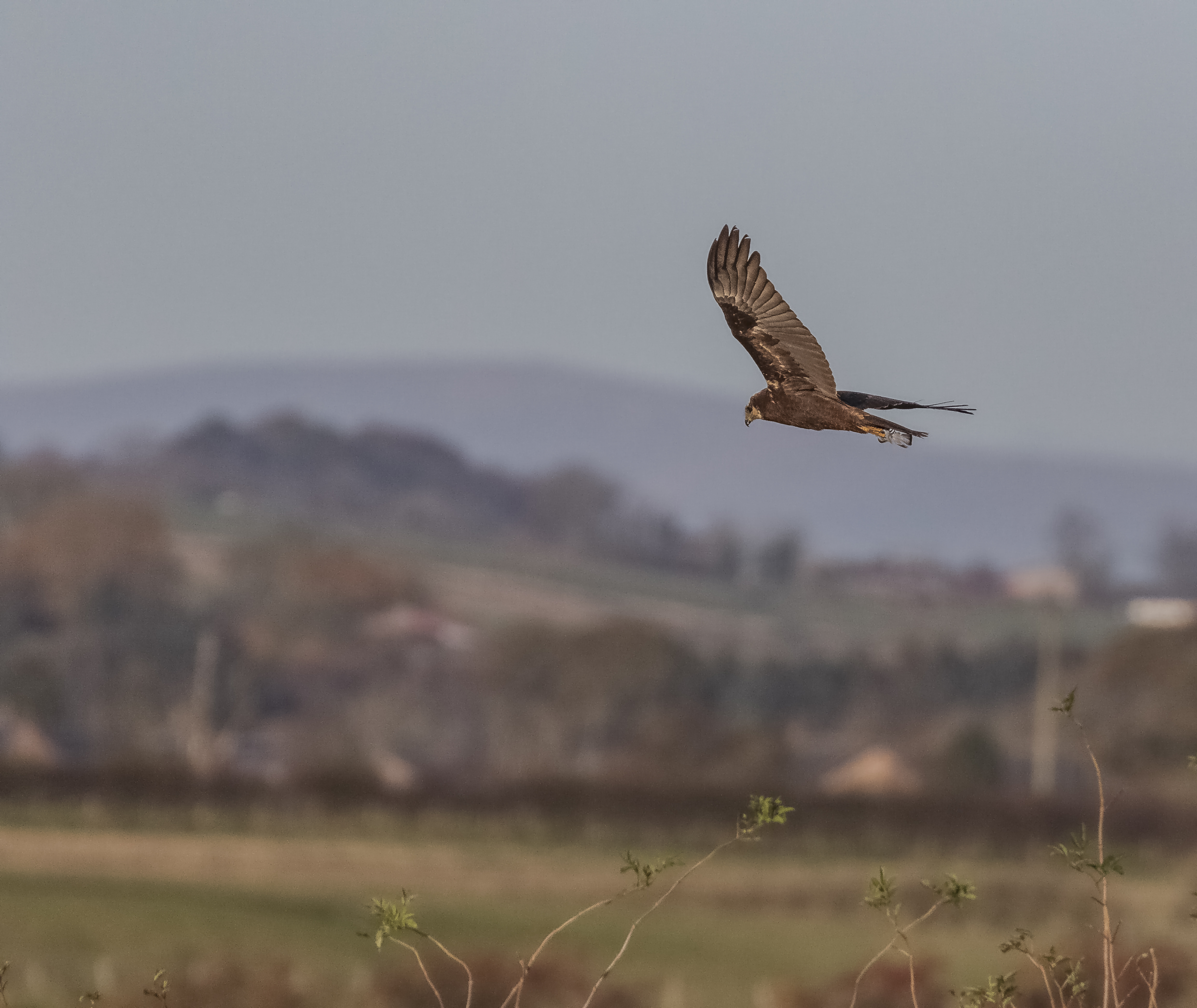 Raptors on the Reserve