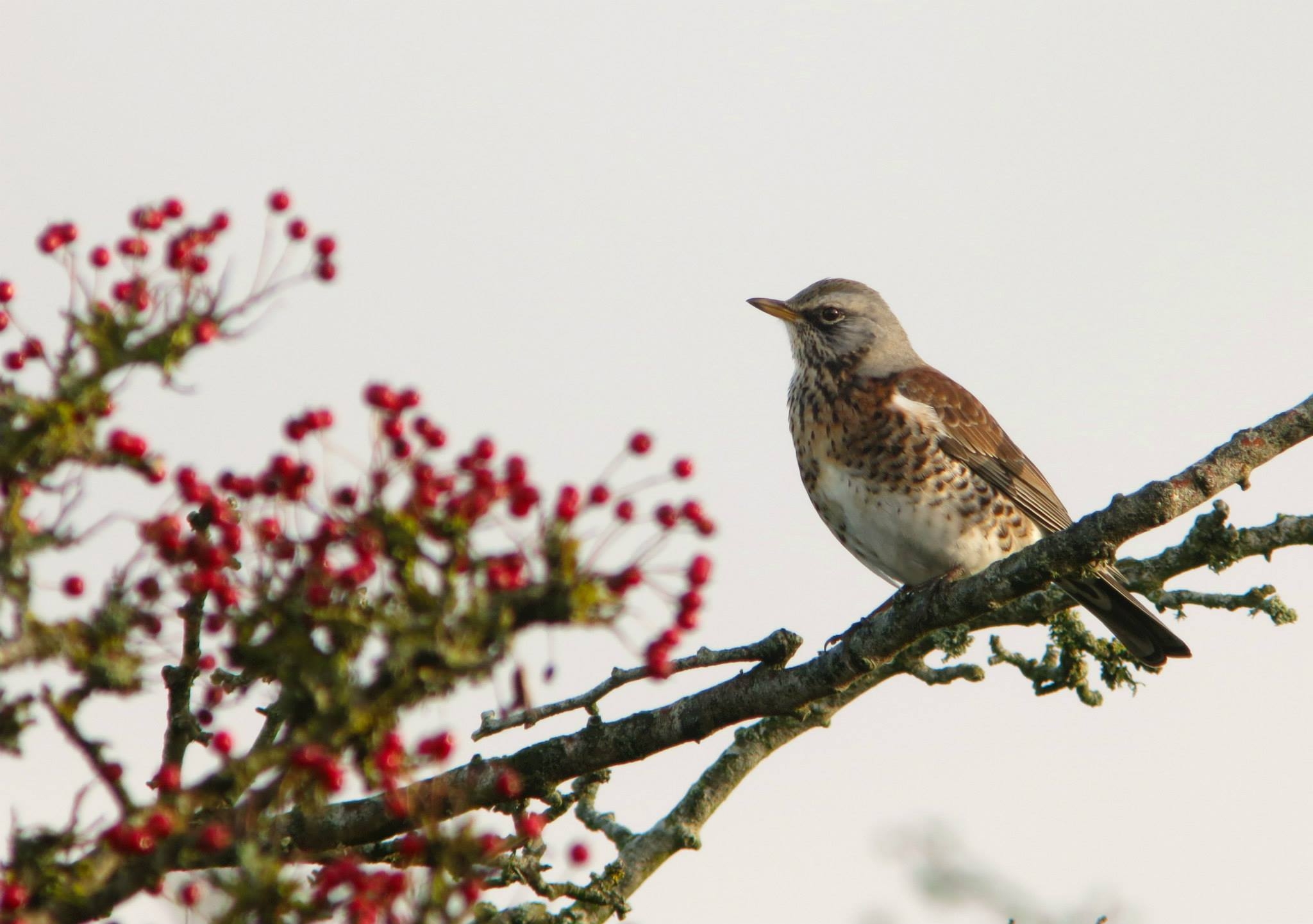 Thrushes galore