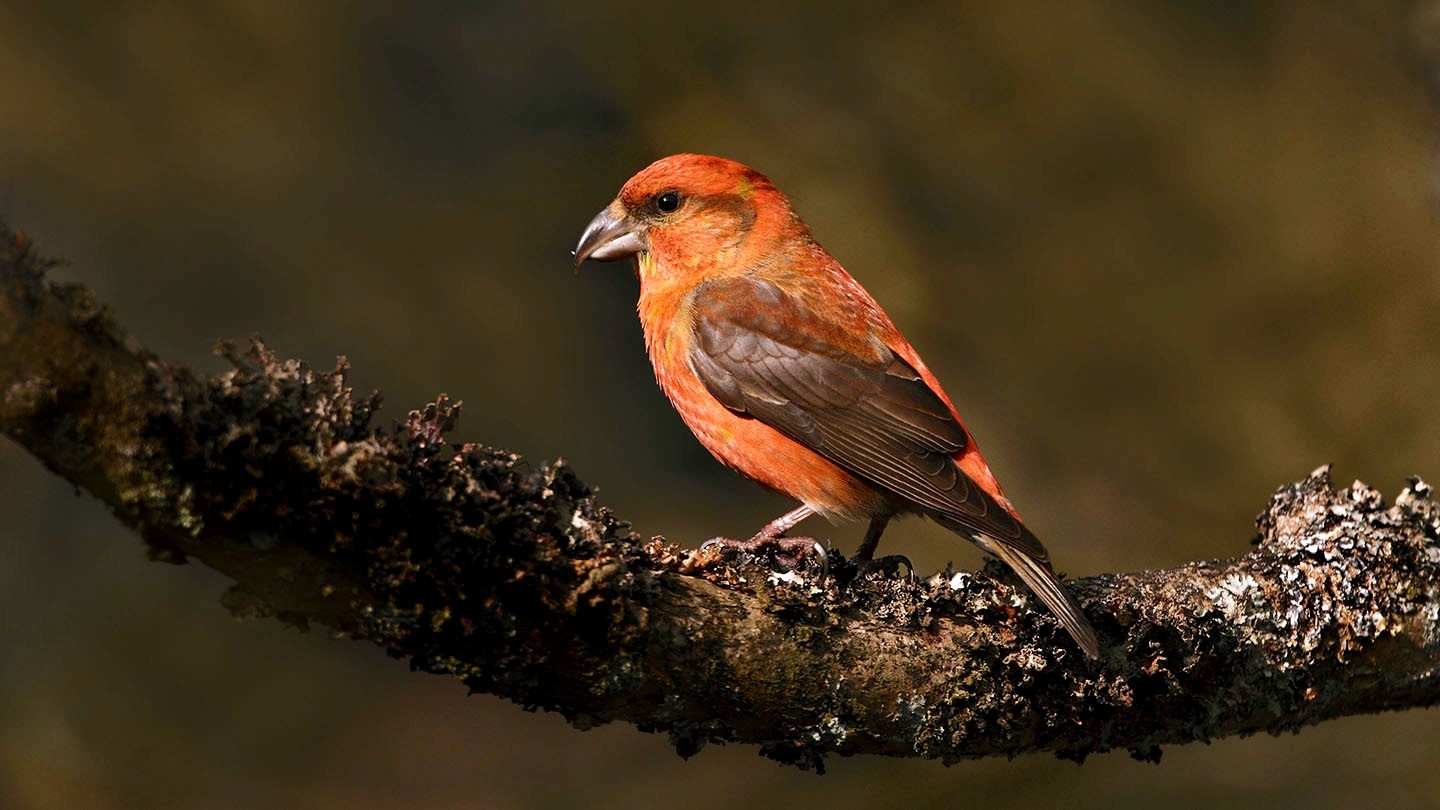 Wildlife sightings for 31st October 2020